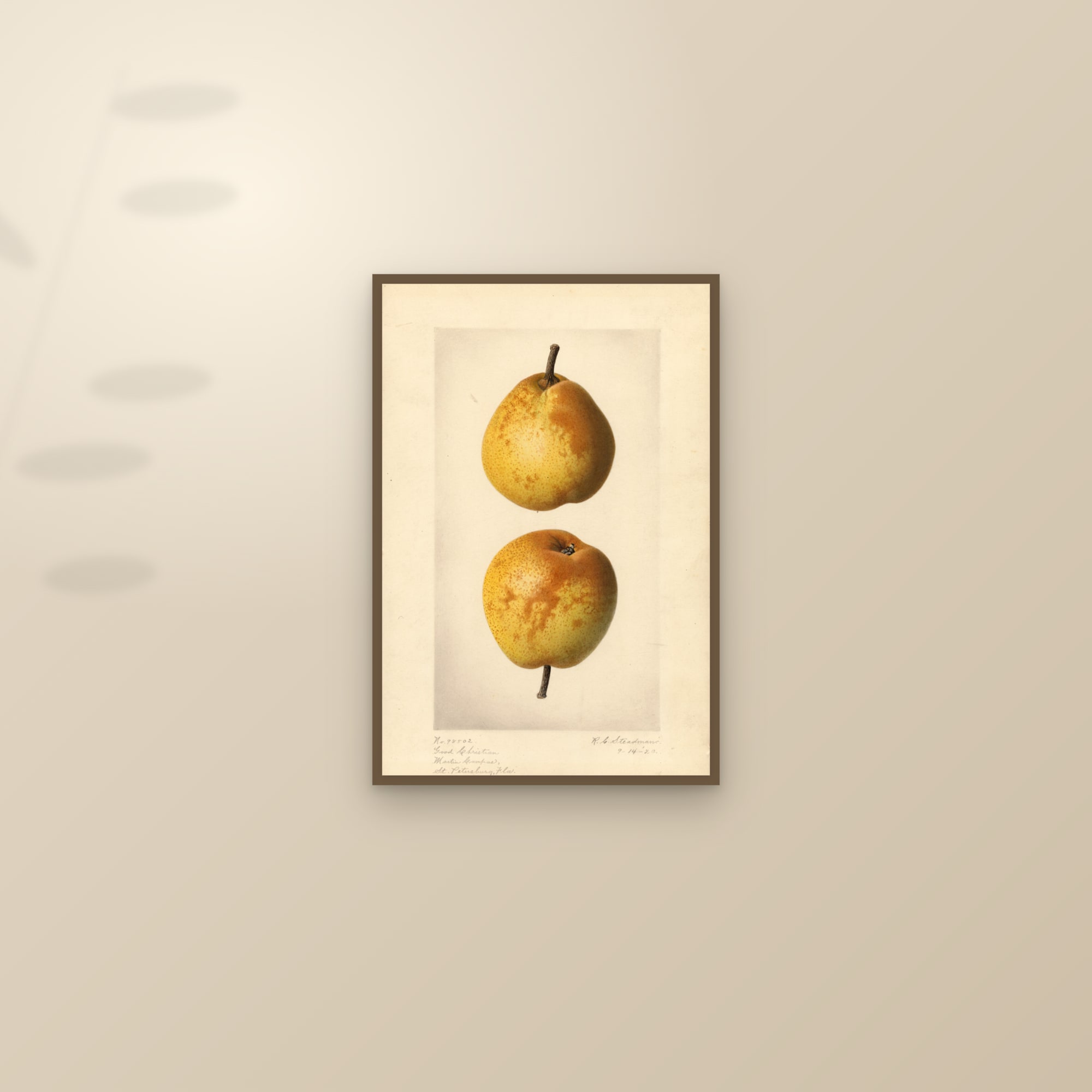 Good Christian Pear — framed and styled on a sunlit wall