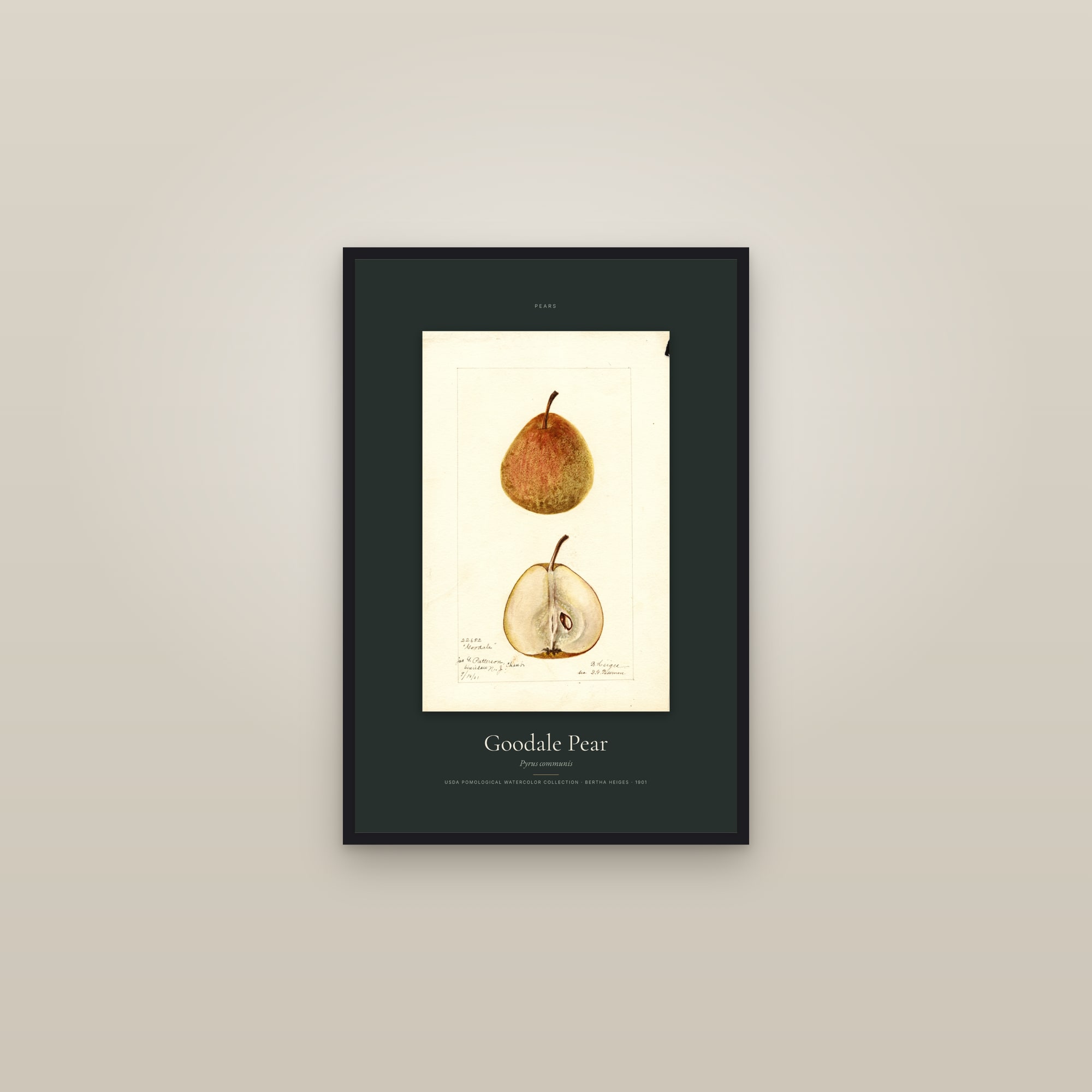 Goodale Pear — Specimen — framed in a gallery setting