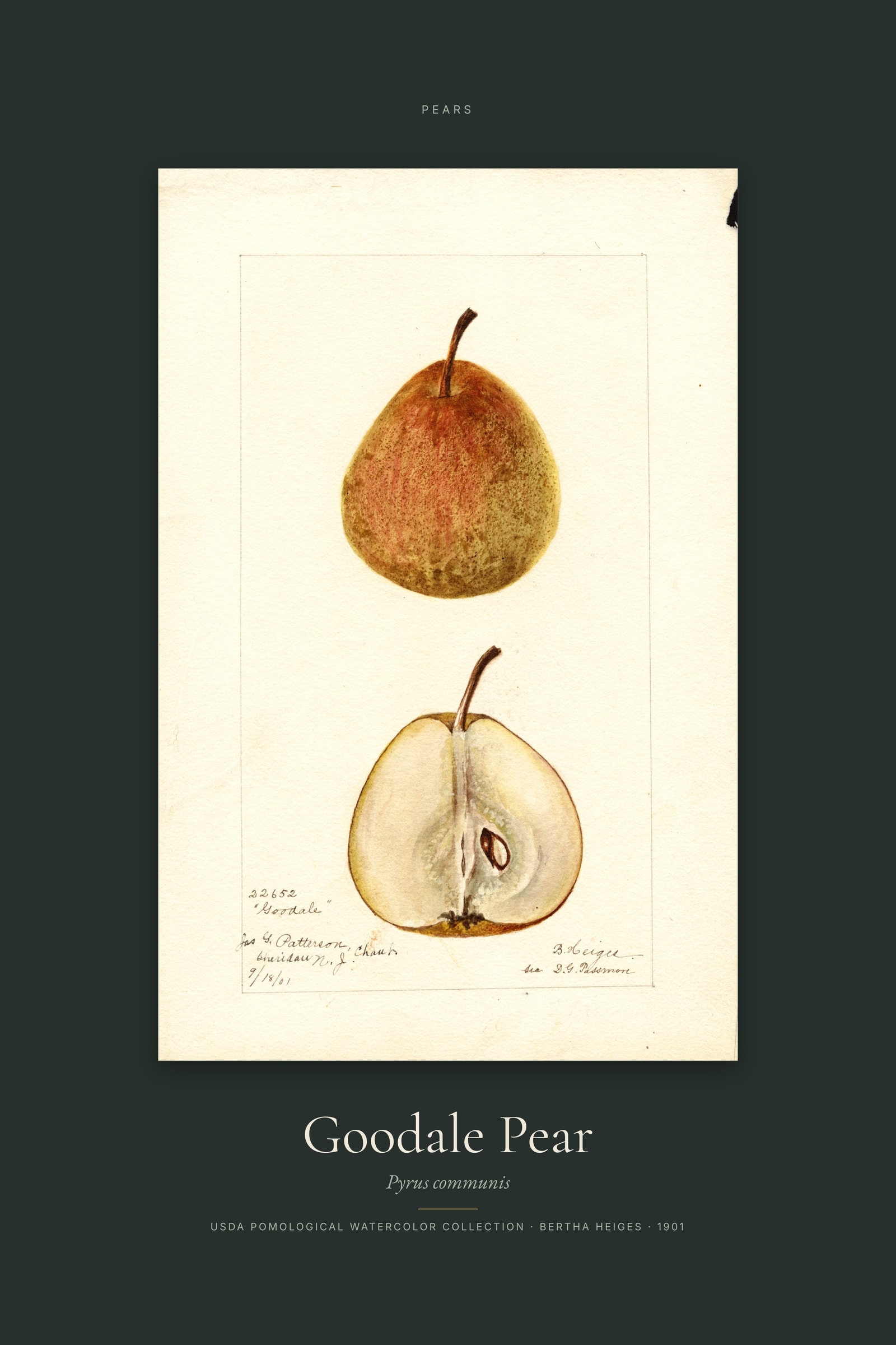 Goodale Pear — Specimen