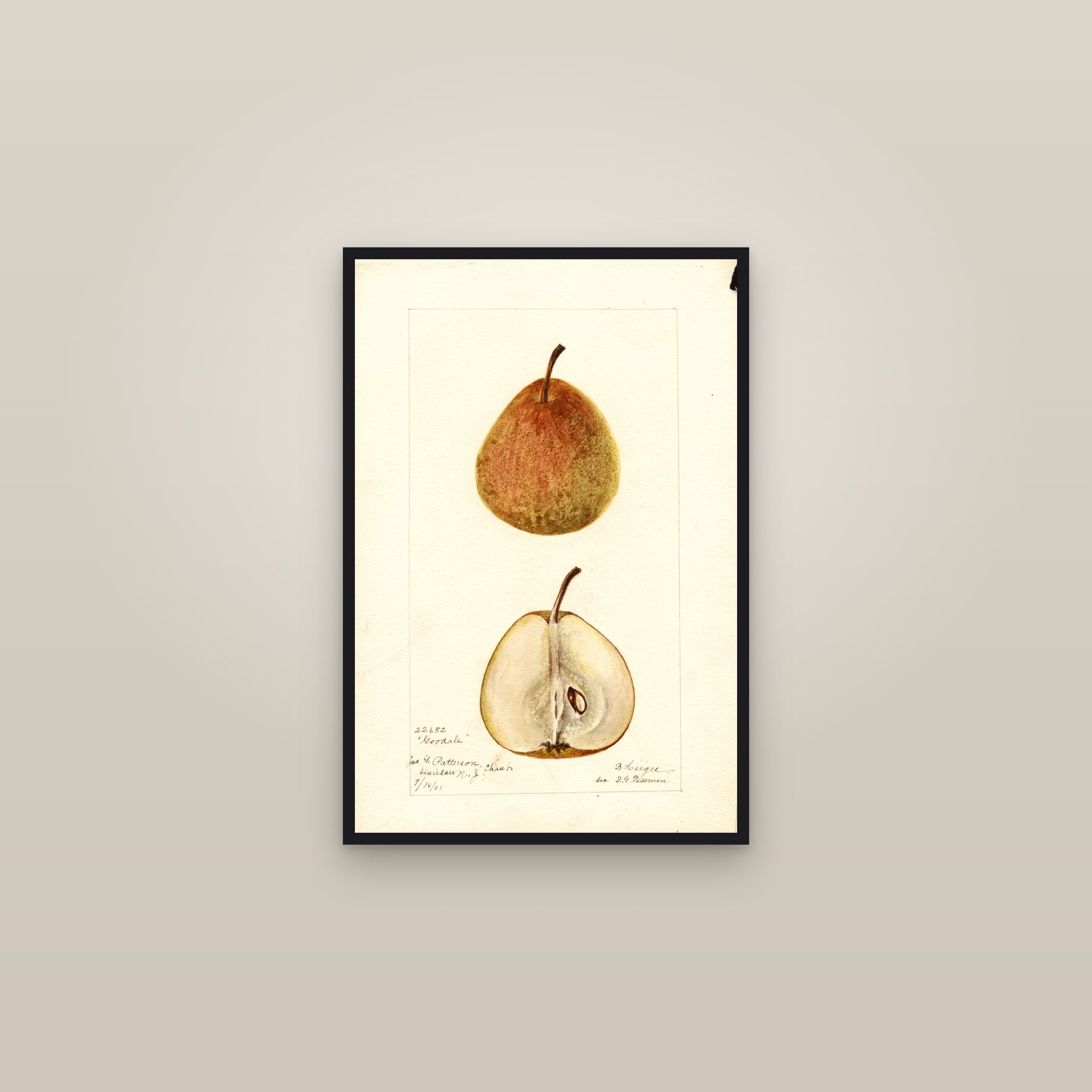 Goodale Pear — framed in a gallery setting