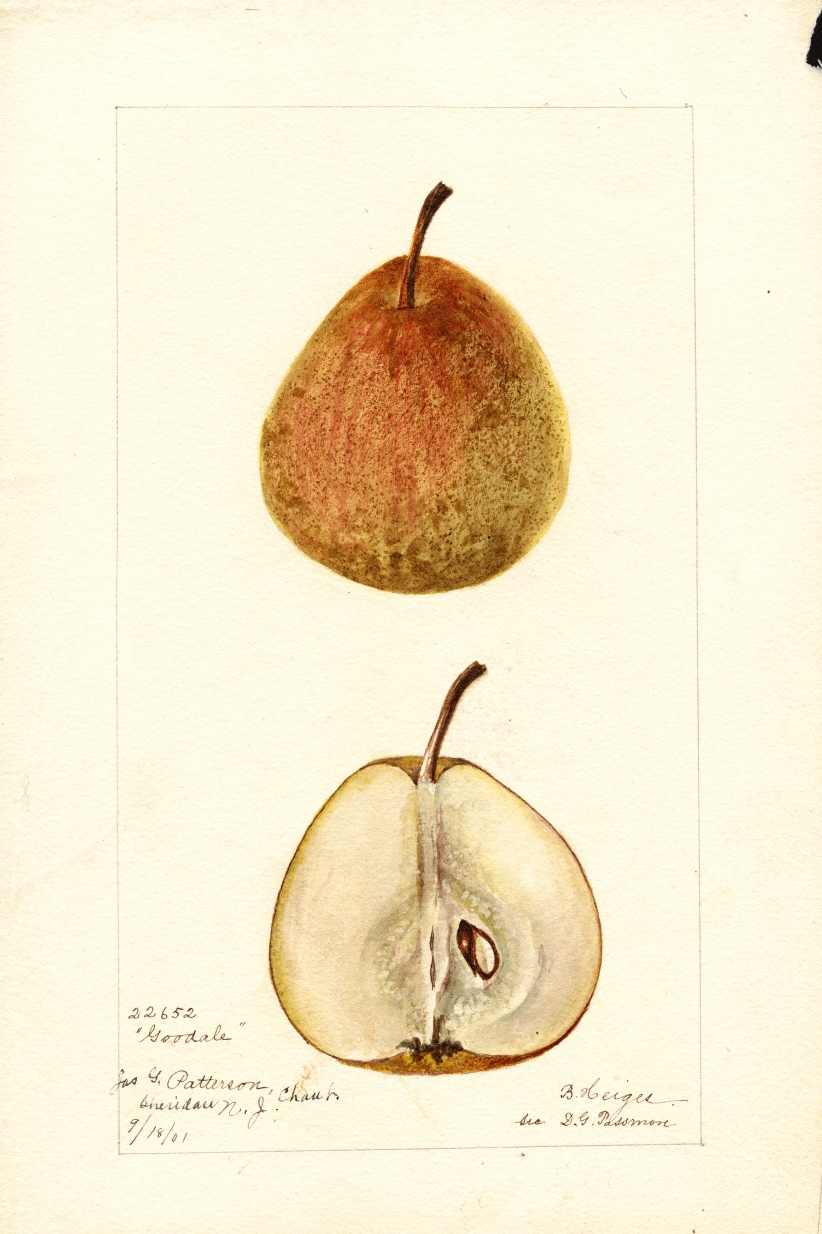Goodale Pear