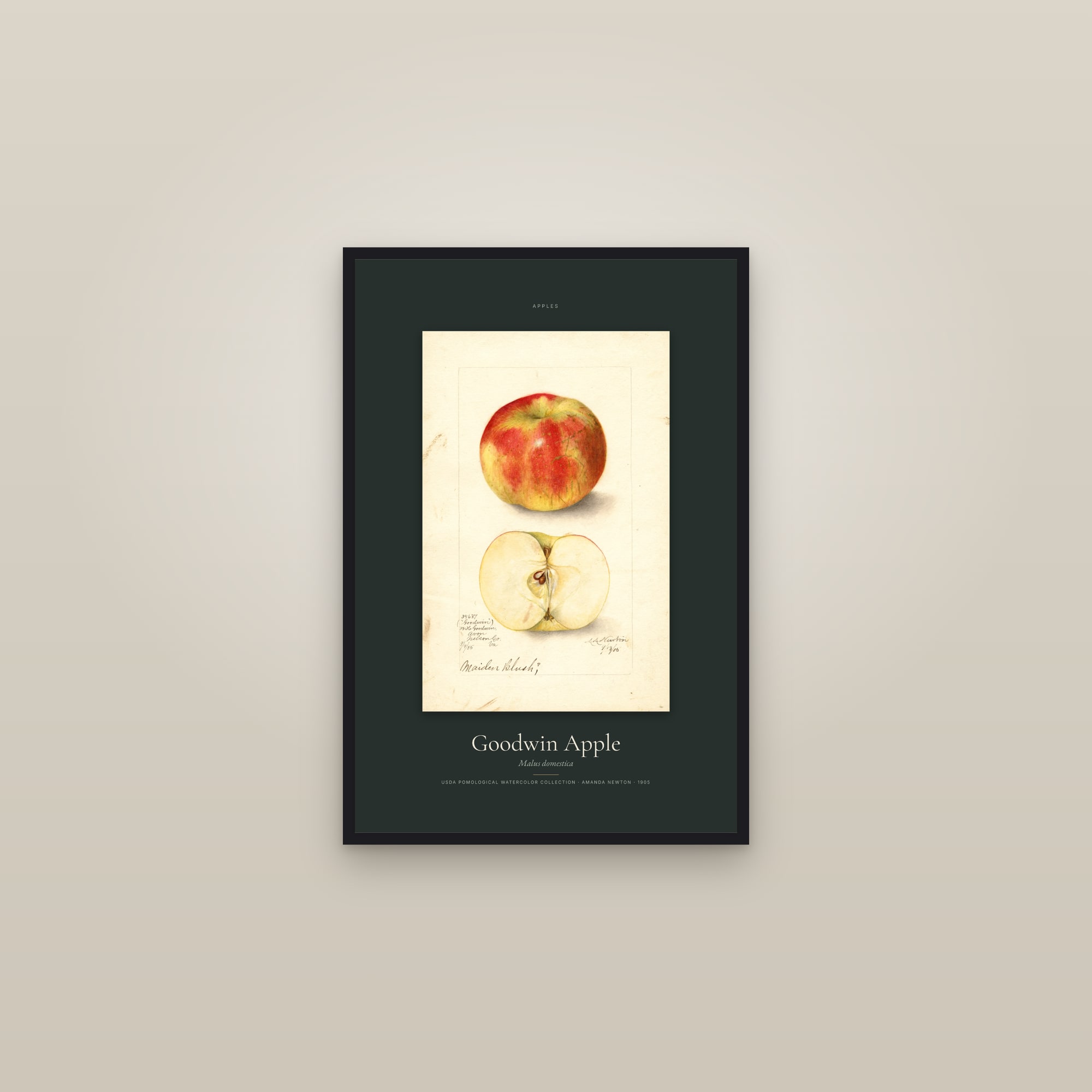 Goodwin Apple — Specimen — framed in a gallery setting