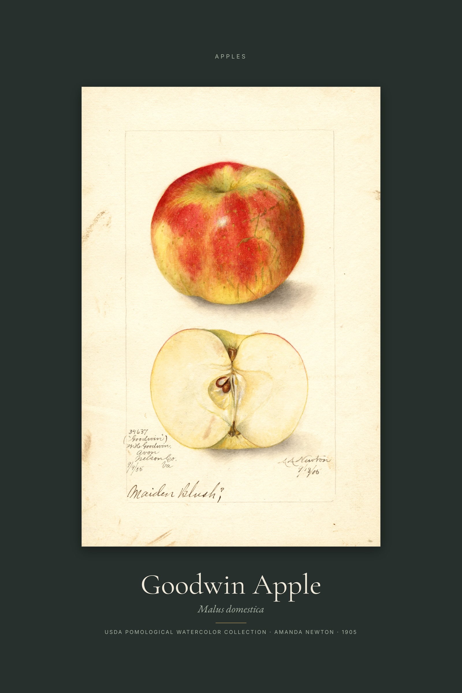 Goodwin Apple — Specimen