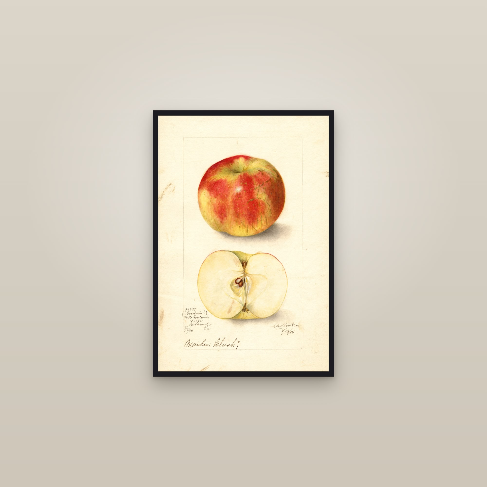 Goodwin Apple — framed in a gallery setting