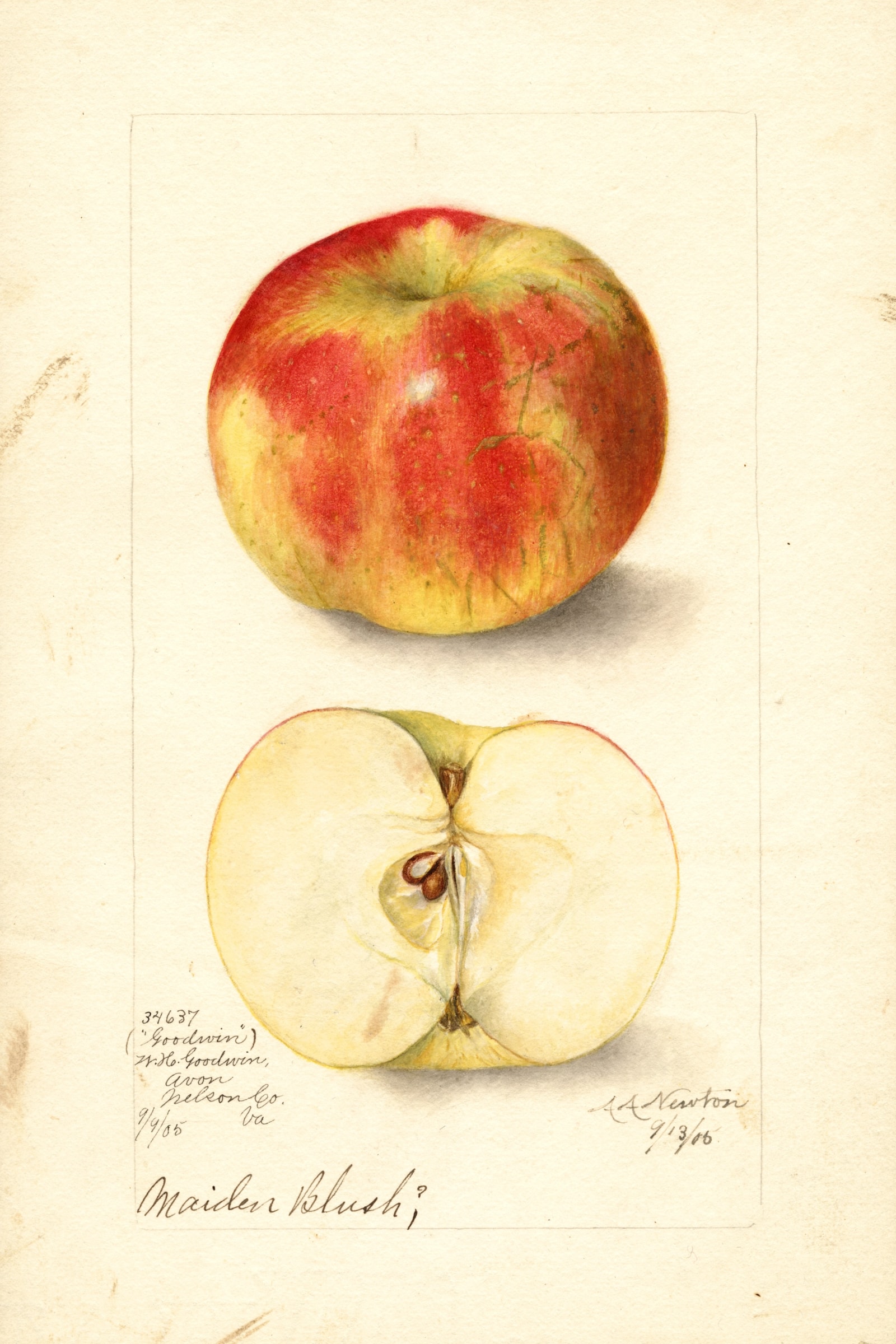 Goodwin Apple
