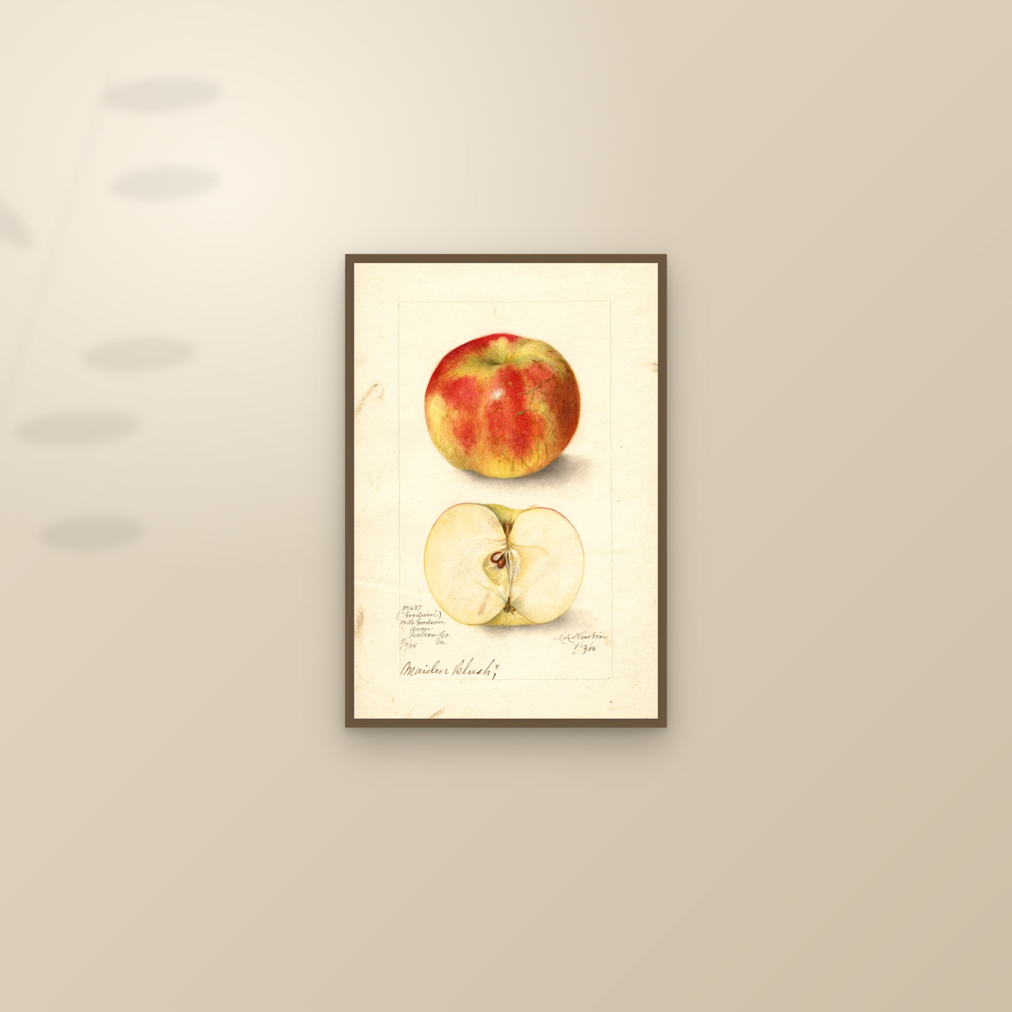 Goodwin Apple — framed and styled on a sunlit wall