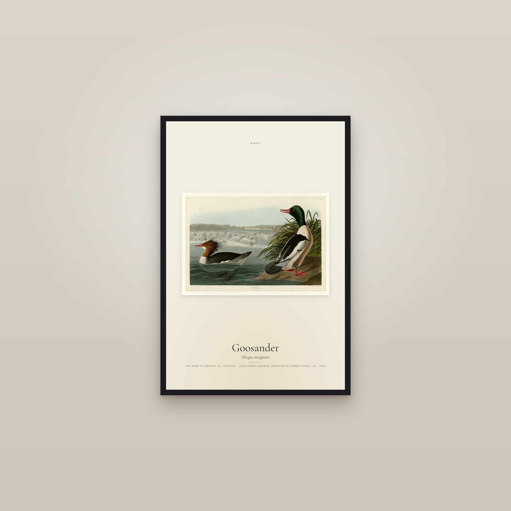 Goosander — framed in a gallery setting