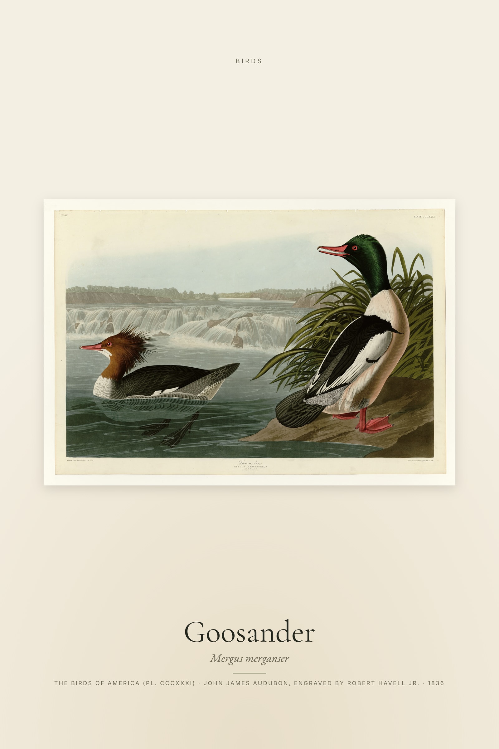 Goosander