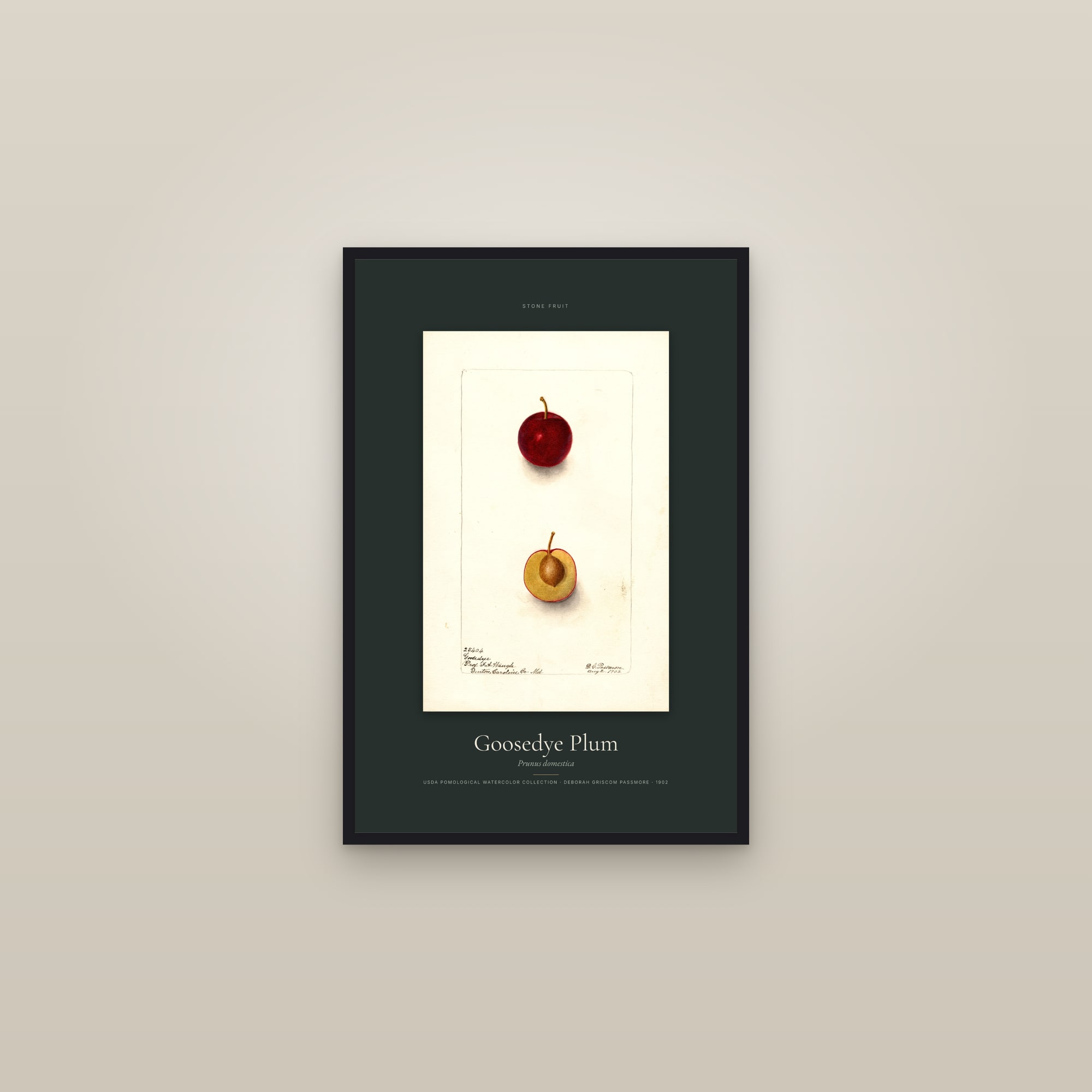 Goosedye Plum — Specimen — framed in a gallery setting