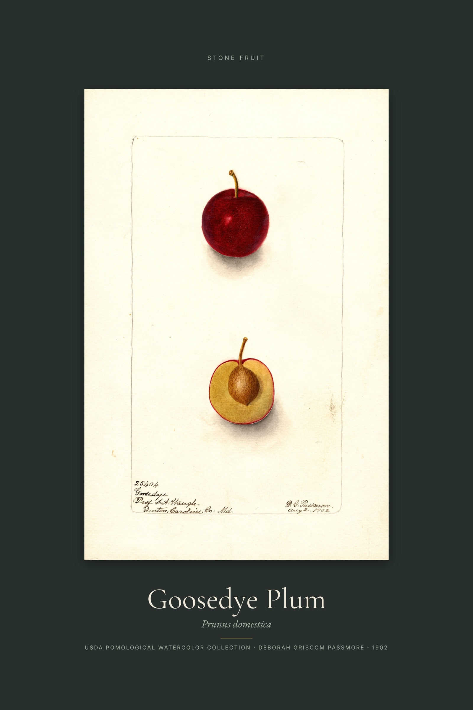 Goosedye Plum — Specimen