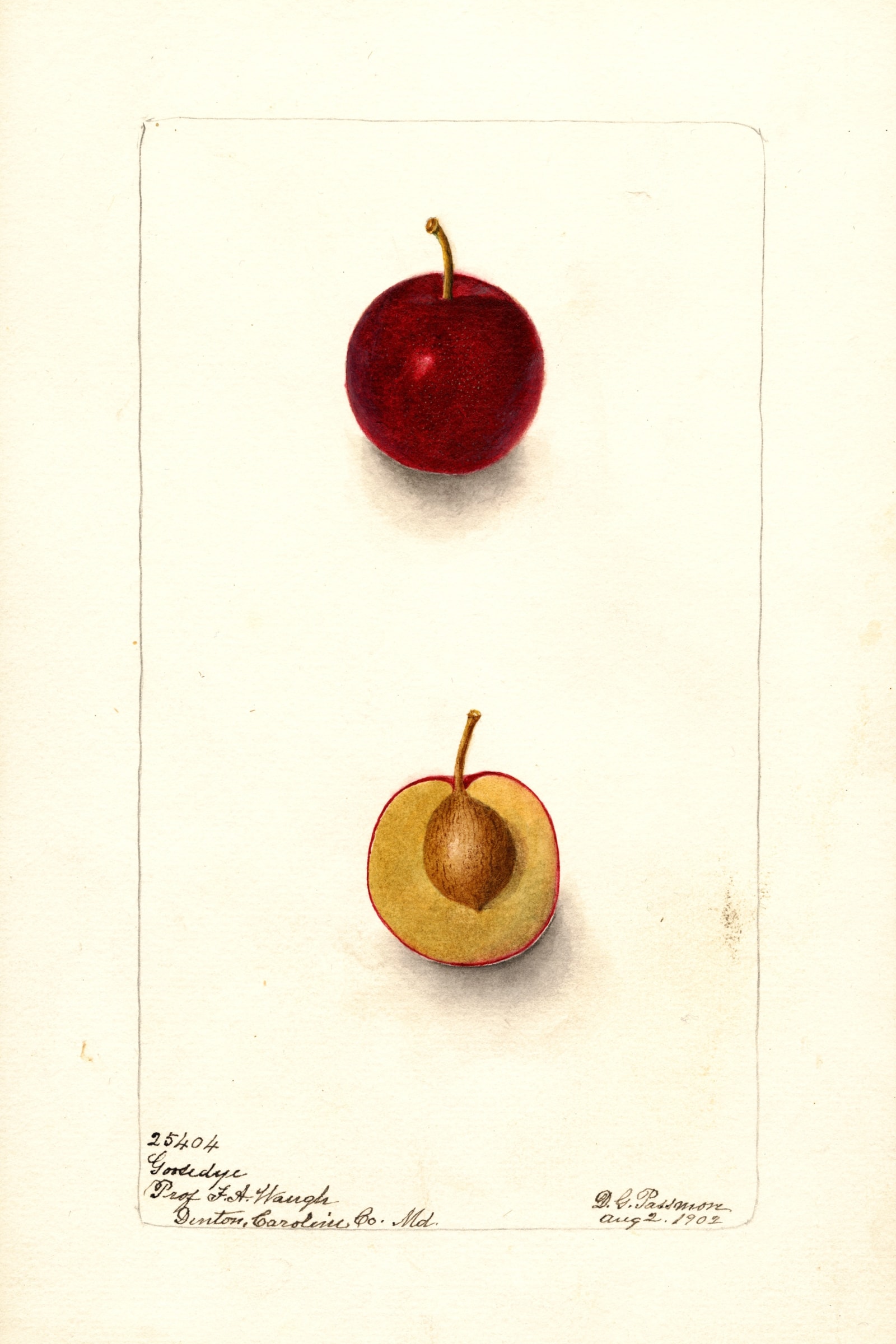 Goosedye Plum