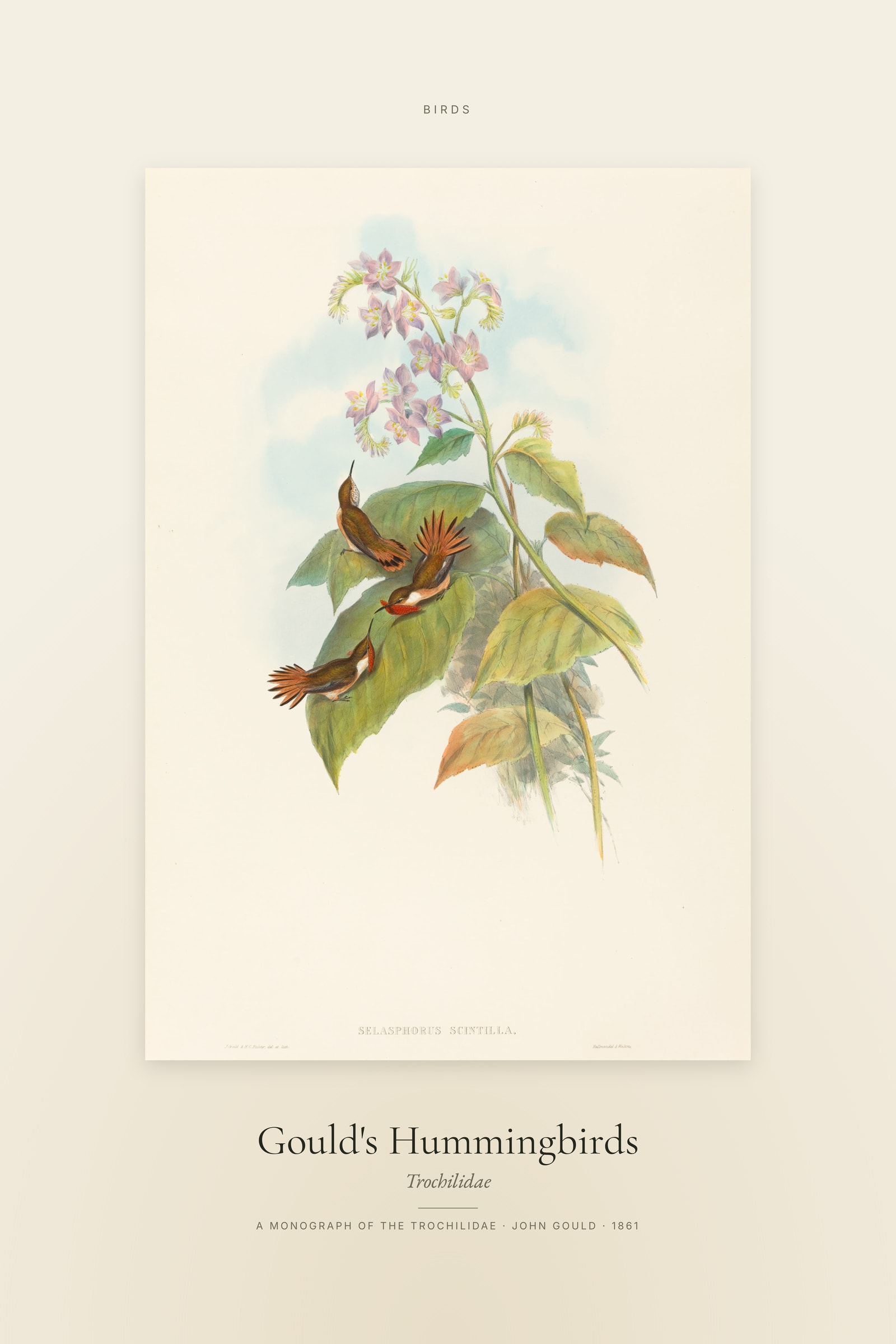 Gould's Hummingbirds — Specimen