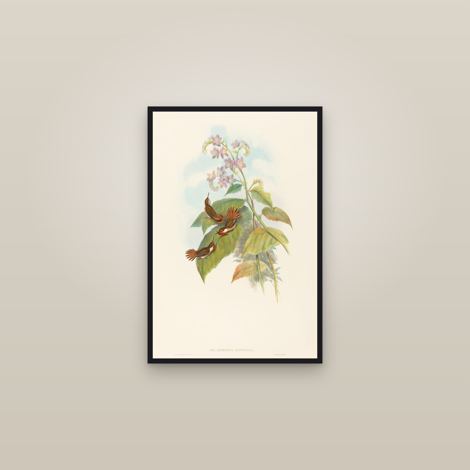 Gould's Hummingbirds — framed in a gallery setting