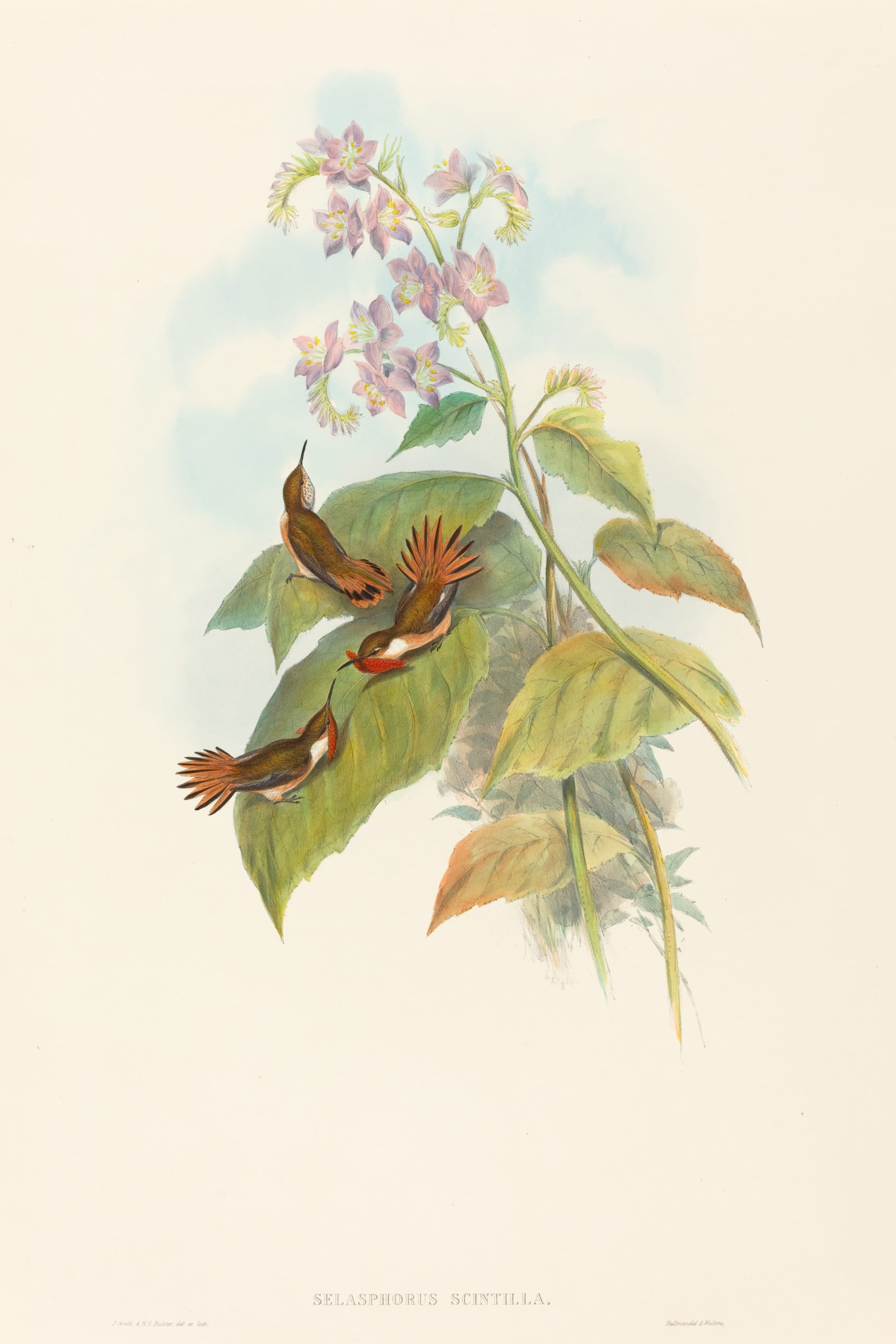 Gould's Hummingbirds