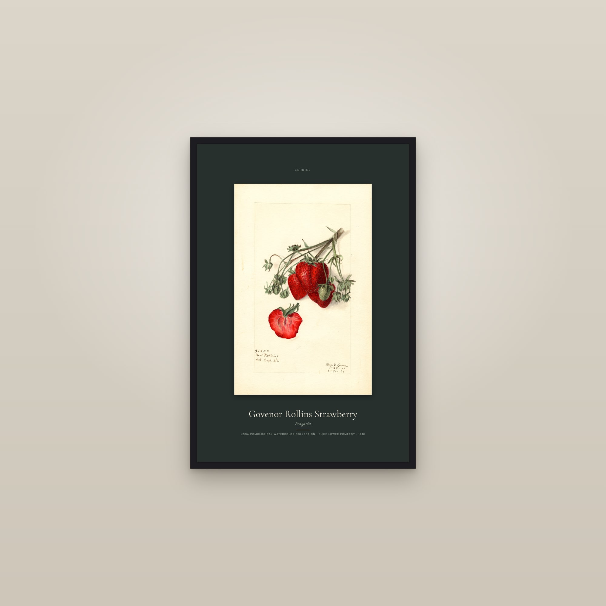Govenor Rollins Strawberry — Specimen — framed in a gallery setting