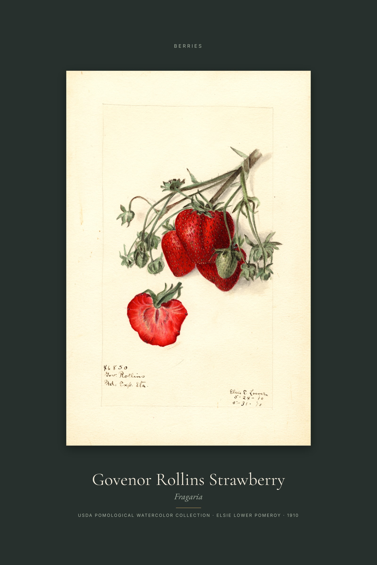 Govenor Rollins Strawberry — Specimen