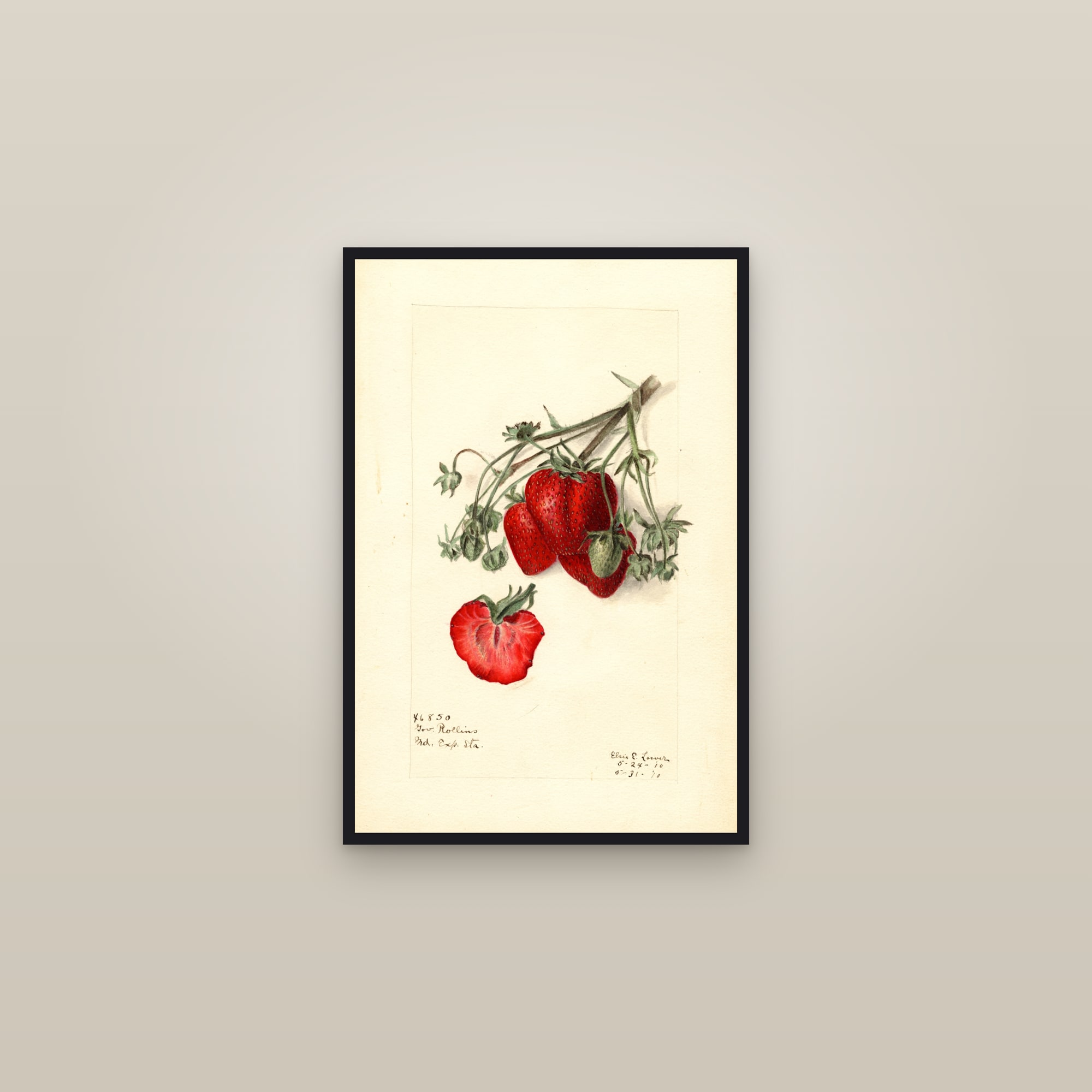 Govenor Rollins Strawberry — framed in a gallery setting