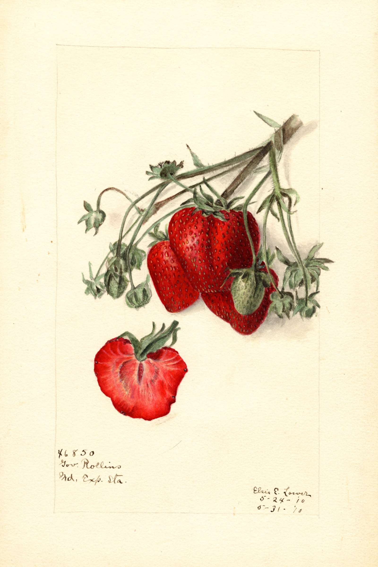 Govenor Rollins Strawberry