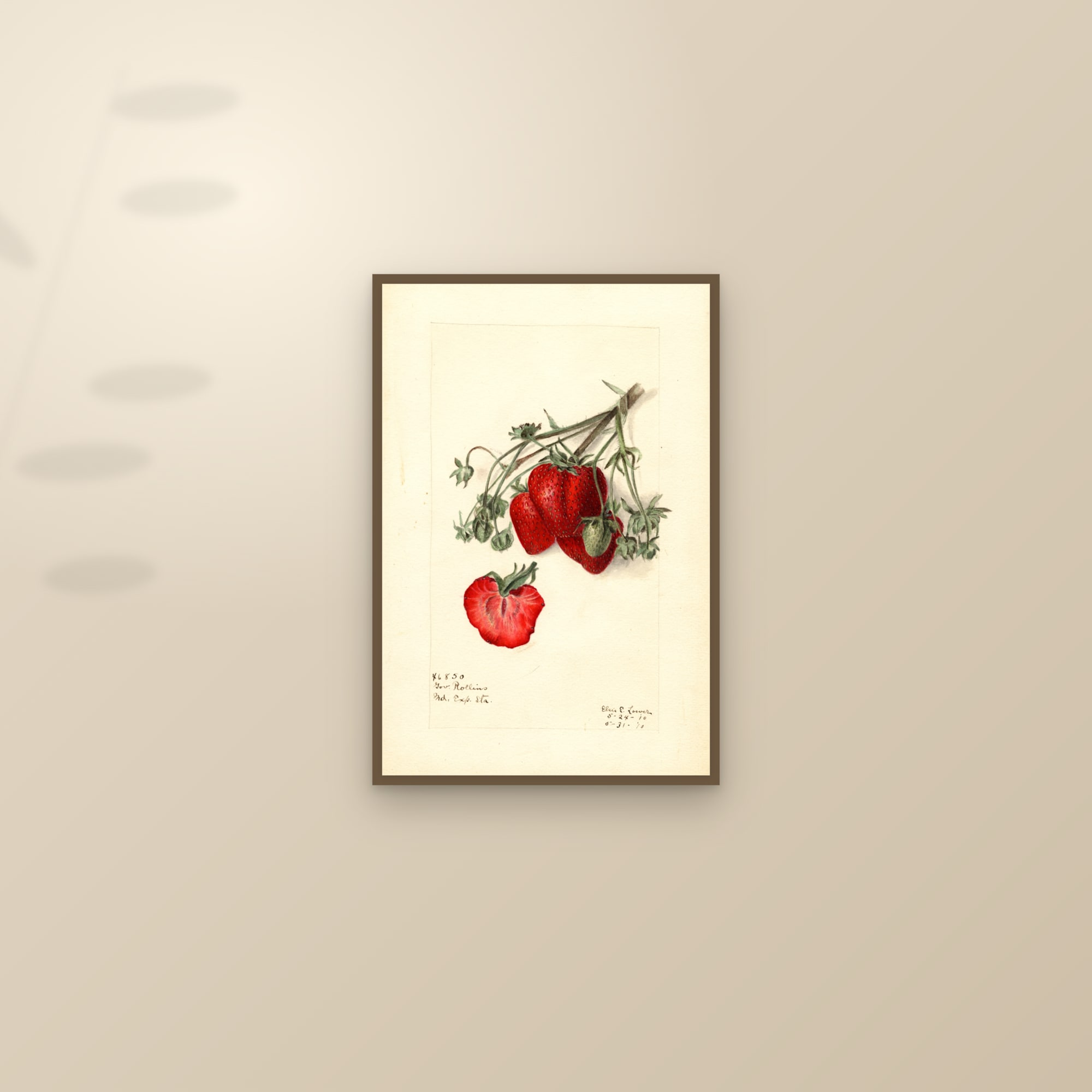 Govenor Rollins Strawberry — framed and styled on a sunlit wall