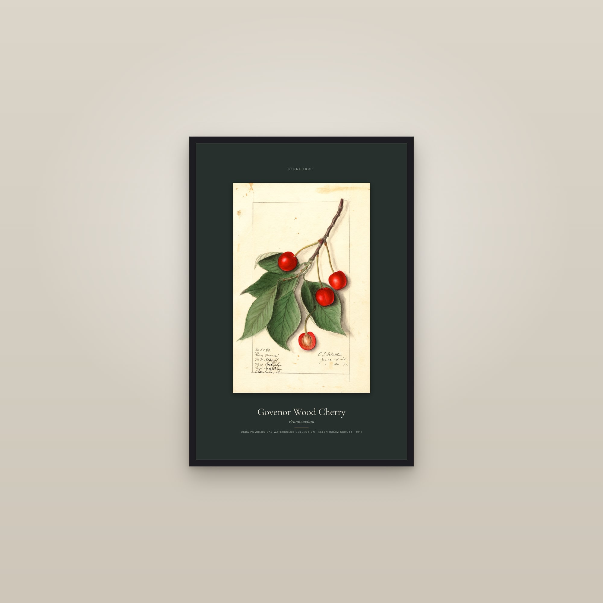 Govenor Wood Cherry — Specimen — framed in a gallery setting