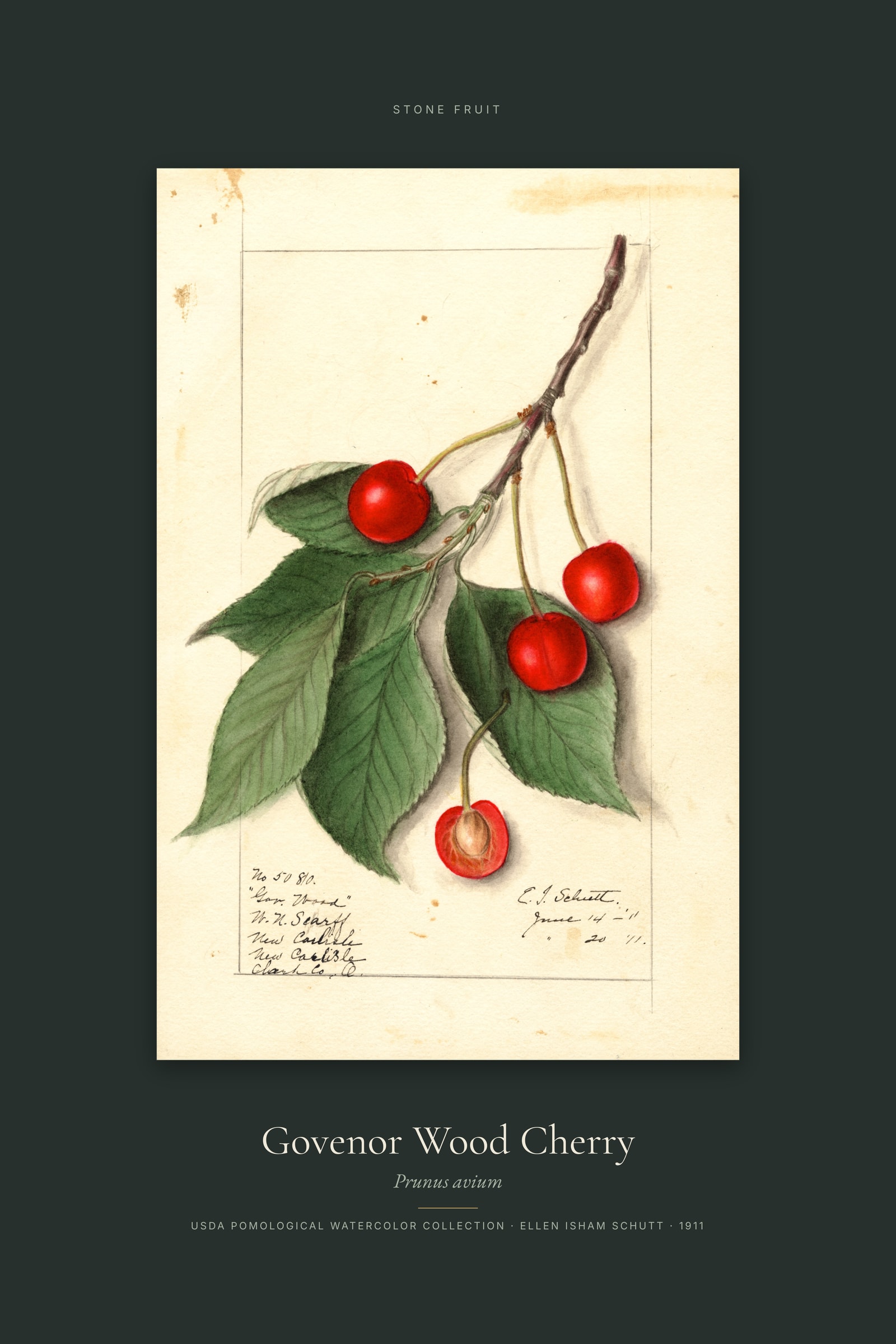 Govenor Wood Cherry — Specimen