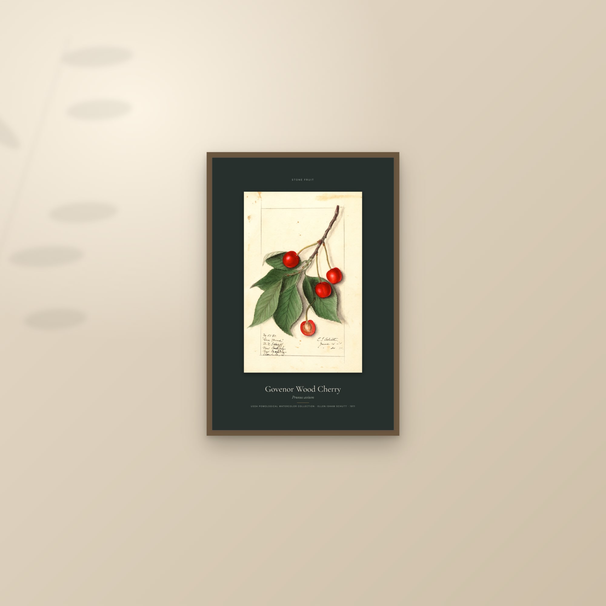 Govenor Wood Cherry — Specimen — framed and styled on a sunlit wall