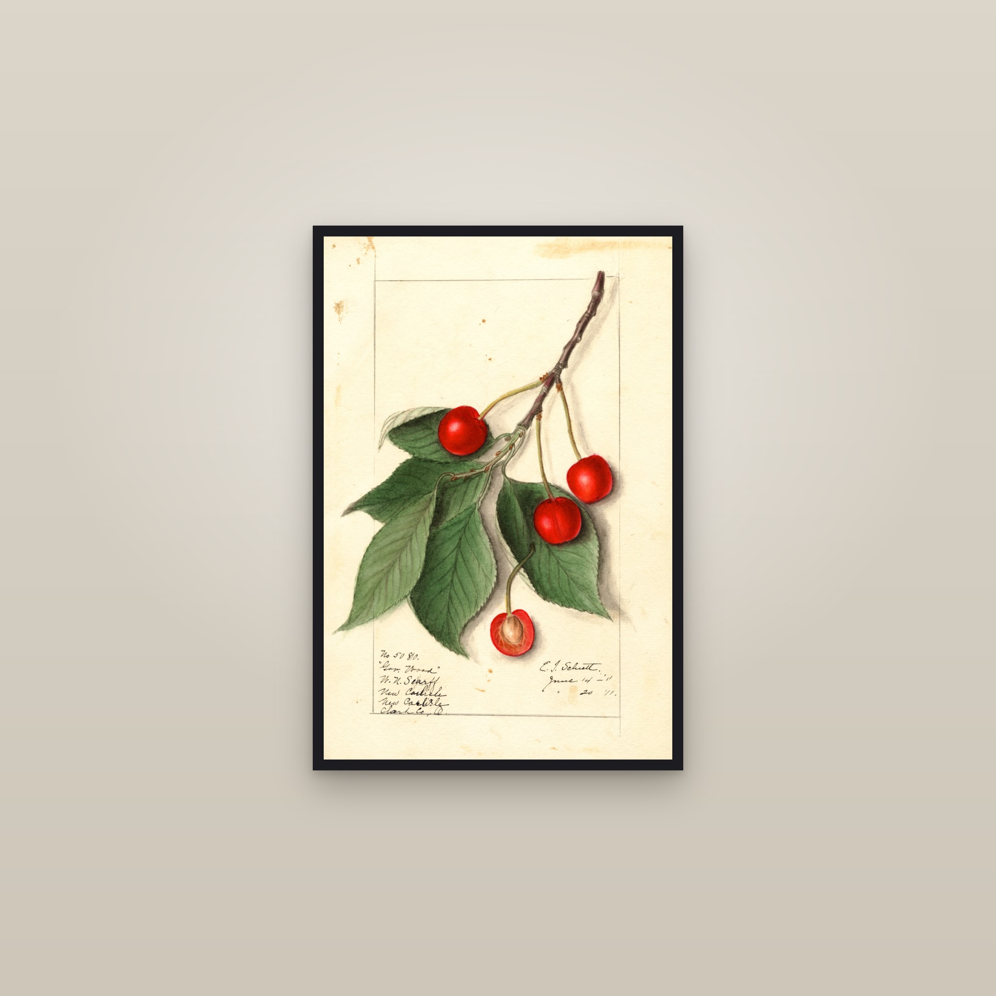 Govenor Wood Cherry — framed in a gallery setting