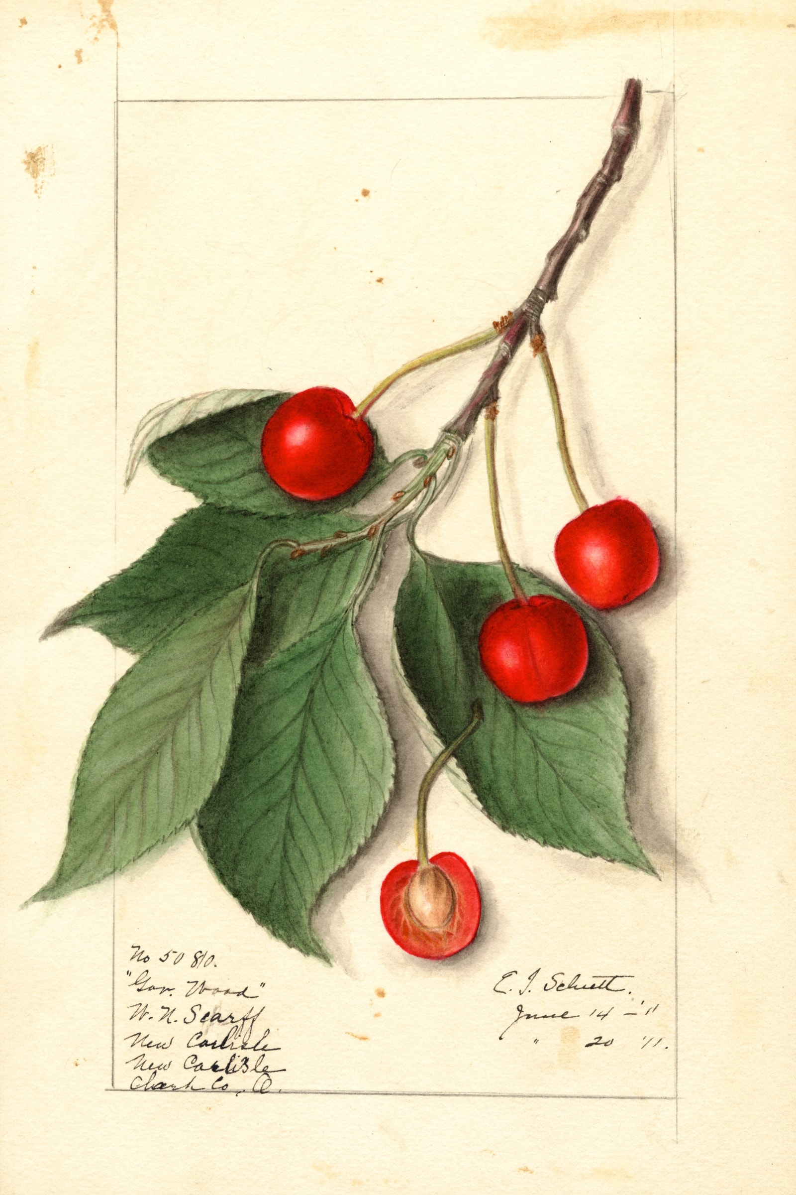Govenor Wood Cherry
