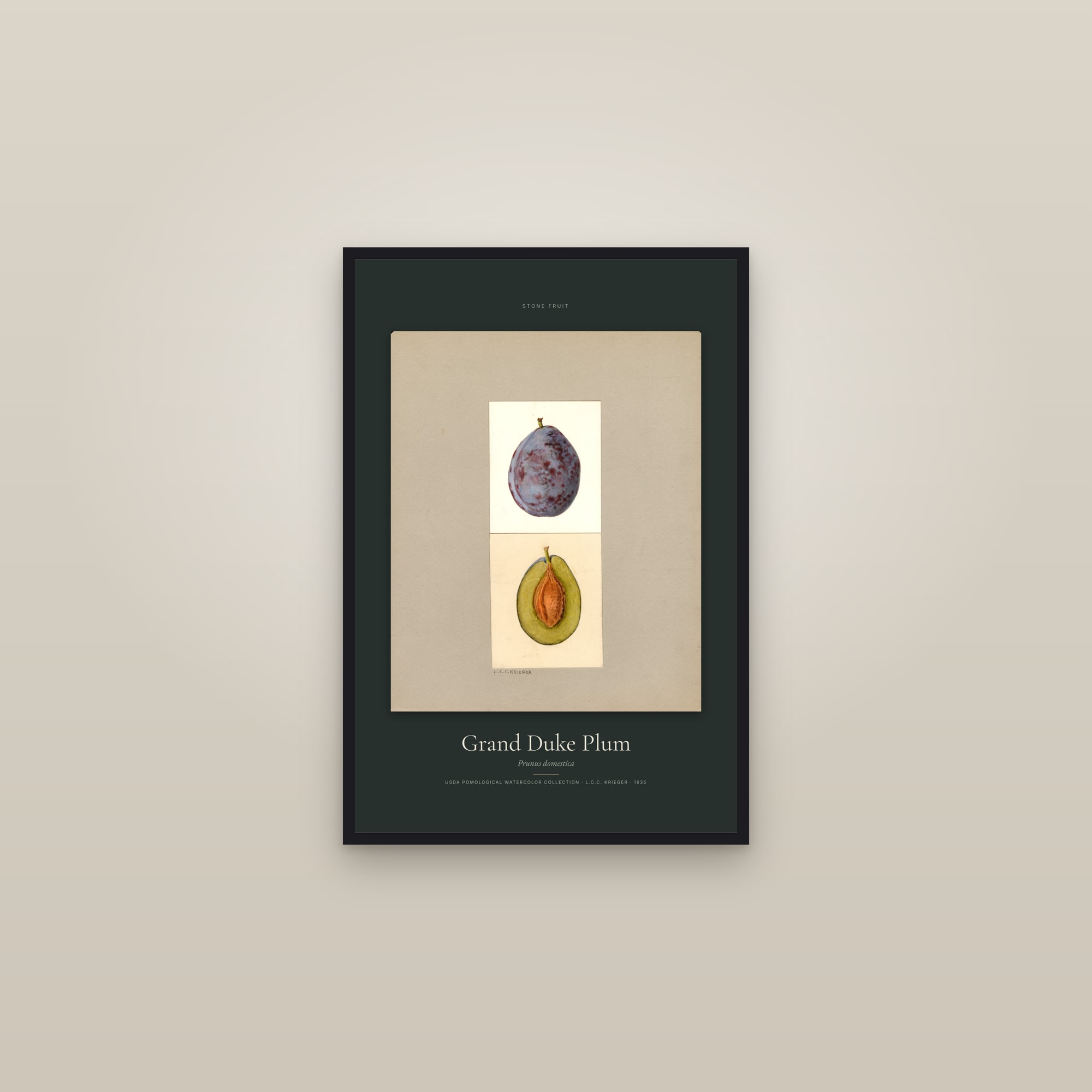 Grand Duke Plum — Specimen — framed in a gallery setting