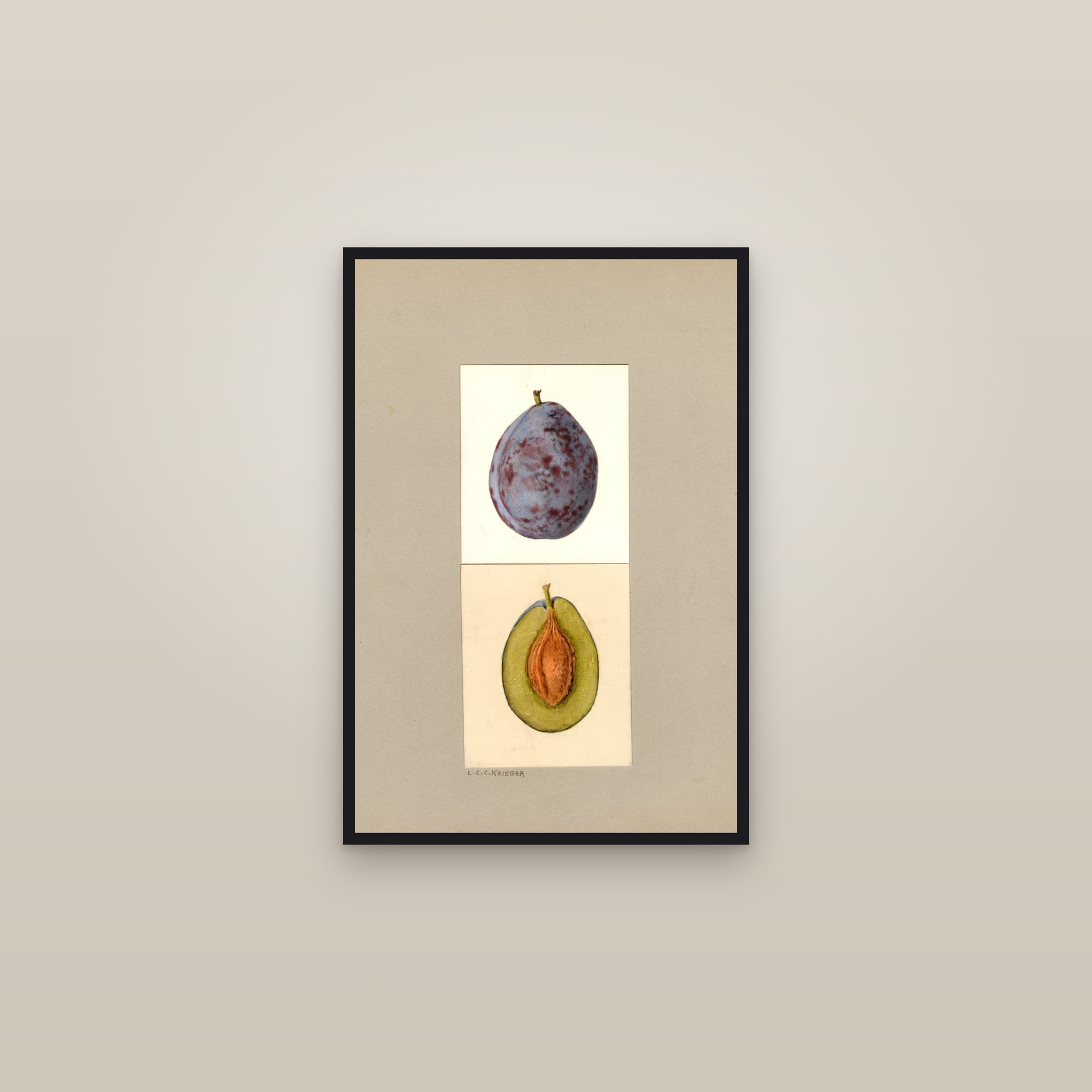 Grand Duke Plum — framed in a gallery setting