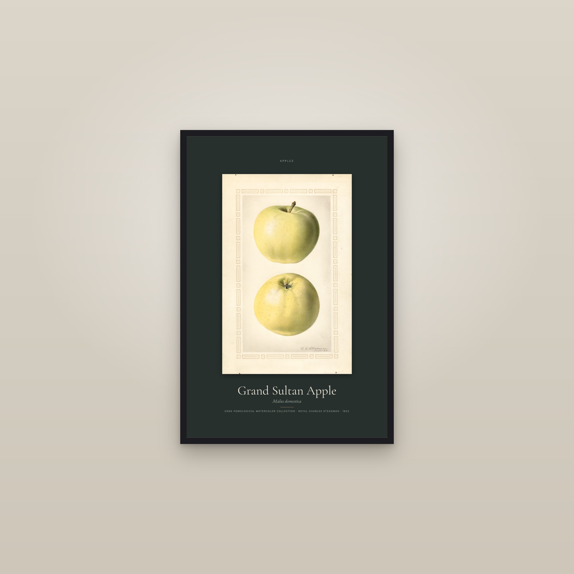 Grand Sultan Apple — Specimen — framed in a gallery setting