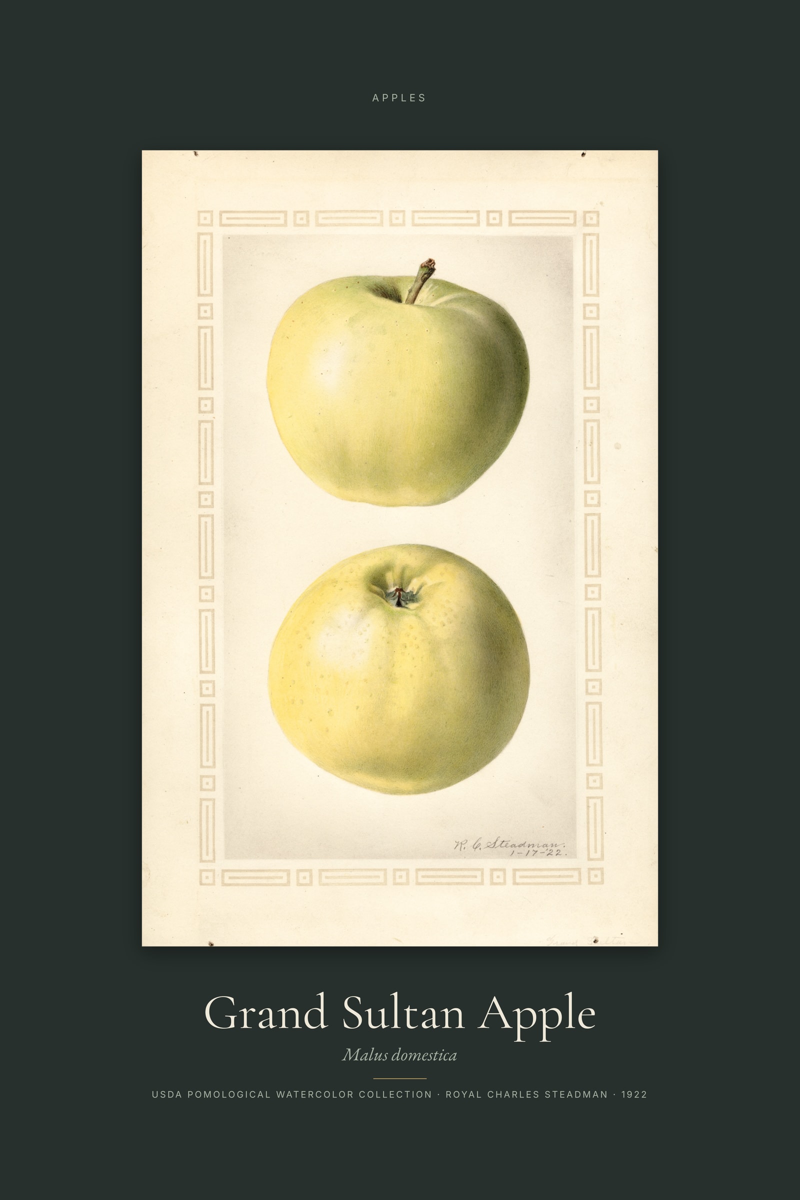 Grand Sultan Apple — Specimen