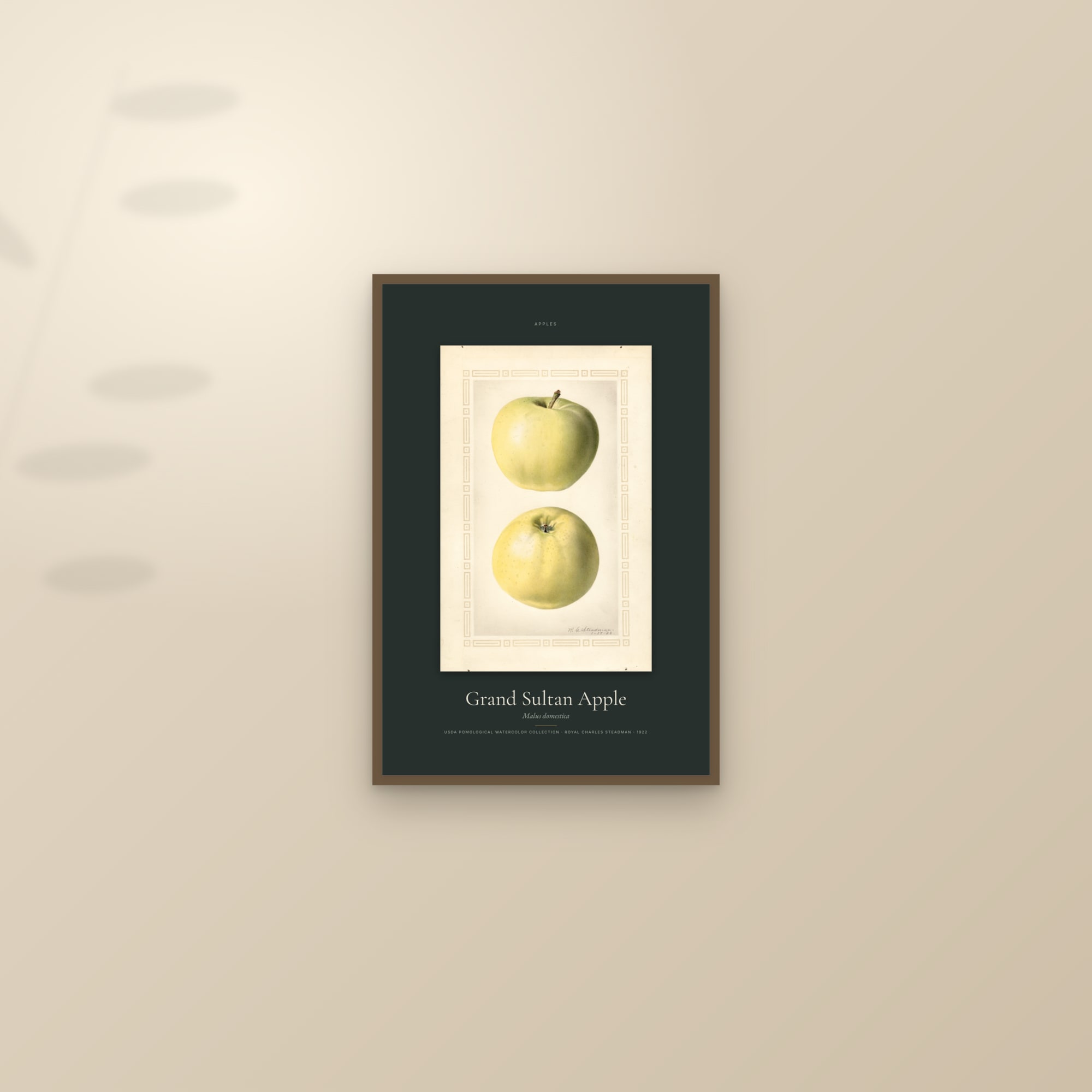 Grand Sultan Apple — Specimen — framed and styled on a sunlit wall