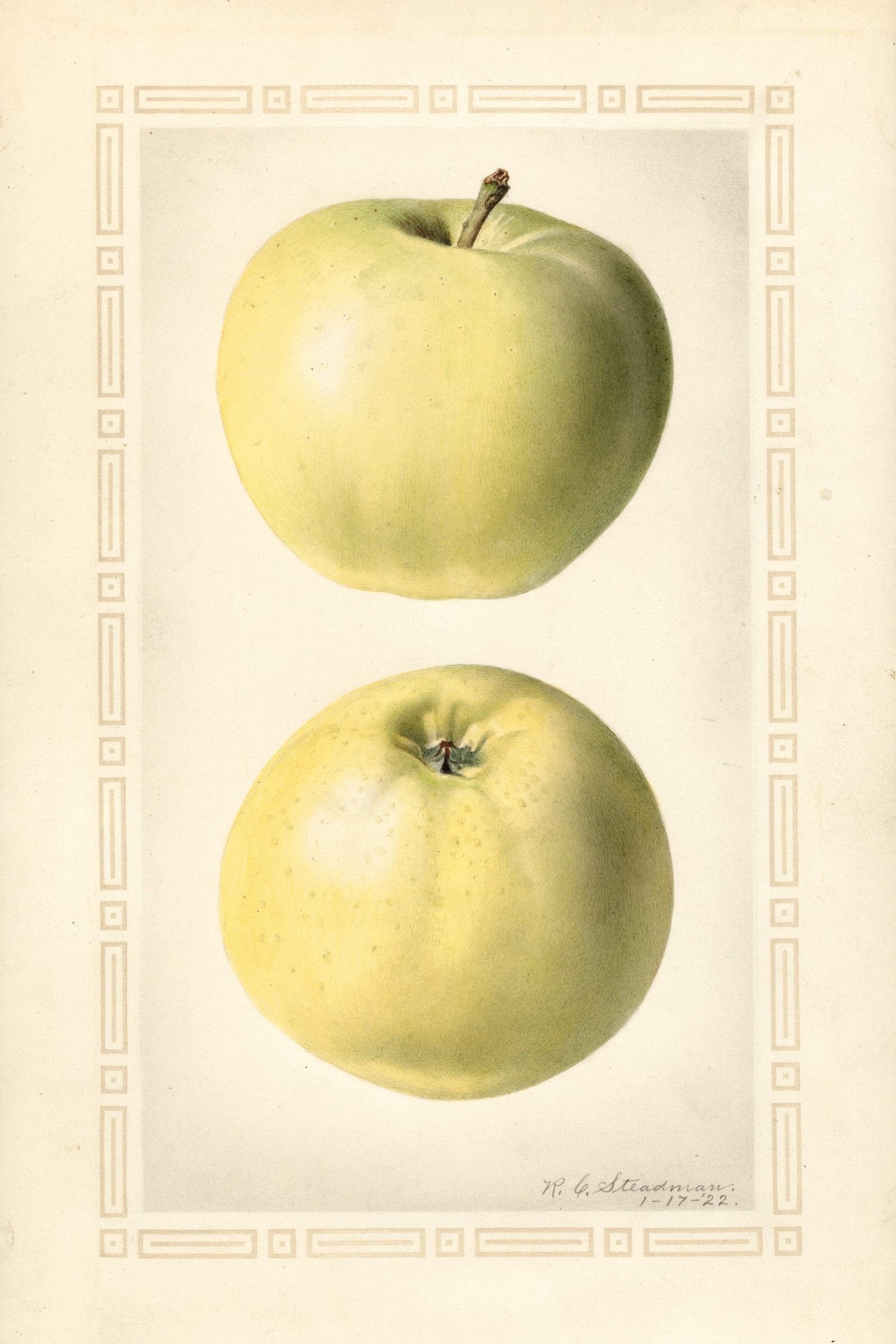 Grand Sultan Apple