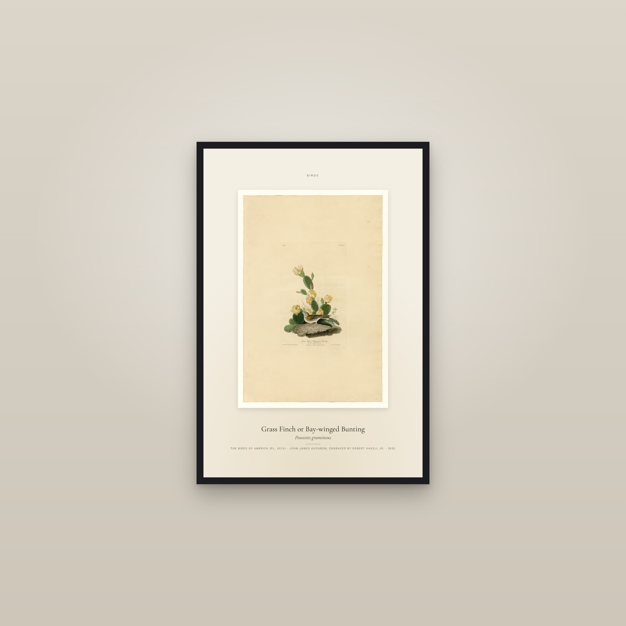 Grass Finch or Bay-winged Bunting — Specimen — framed in a gallery setting