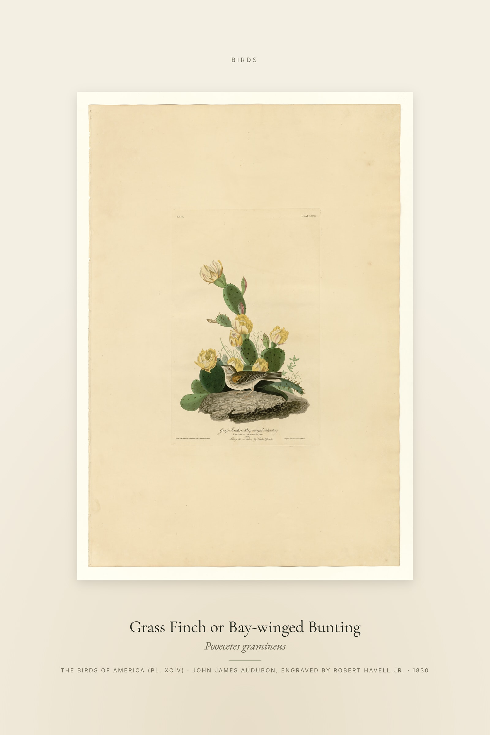 Grass Finch or Bay-winged Bunting — Specimen