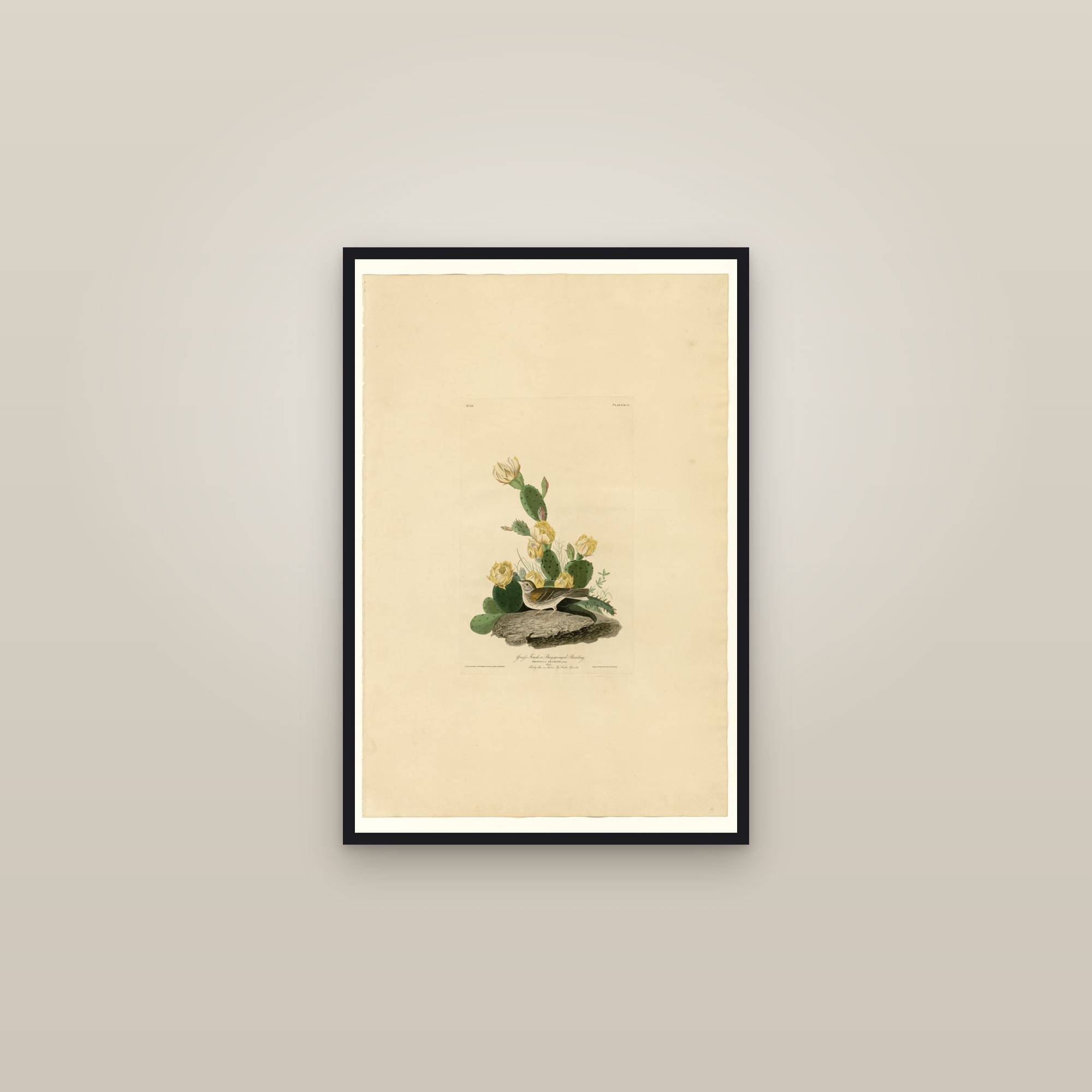 Grass Finch or Bay-winged Bunting — framed in a gallery setting