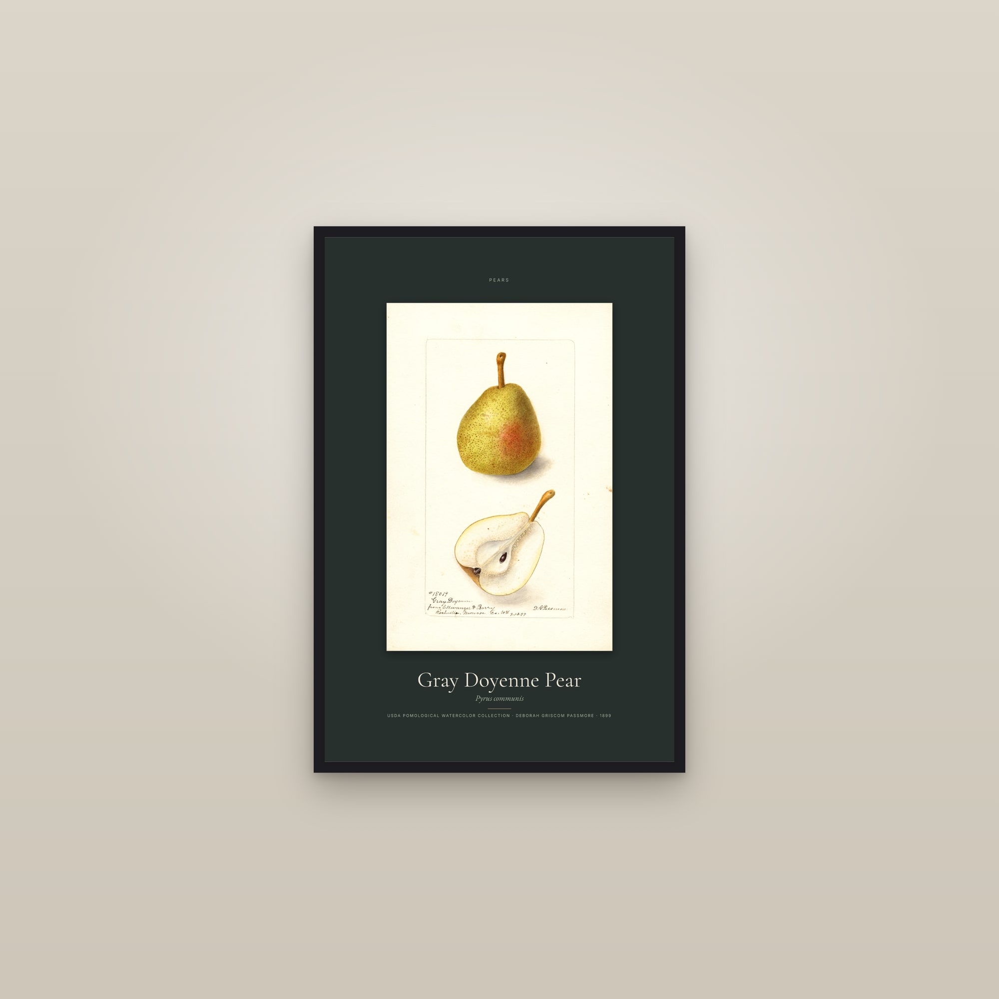 Gray Doyenne Pear — Specimen — framed in a gallery setting
