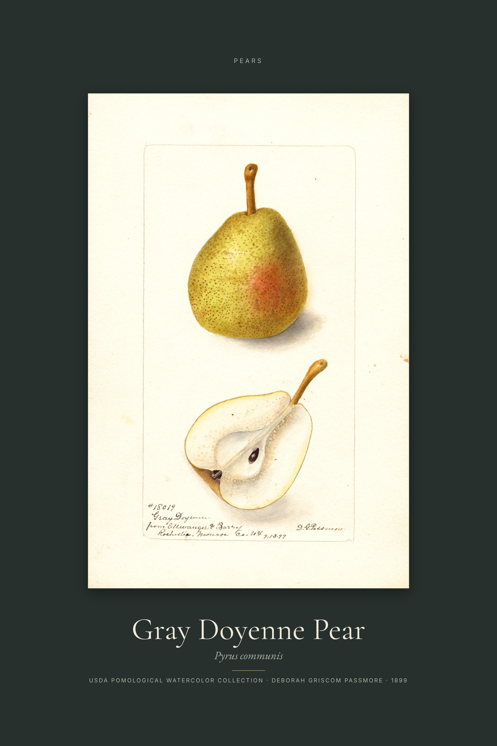 Gray Doyenne Pear — Specimen