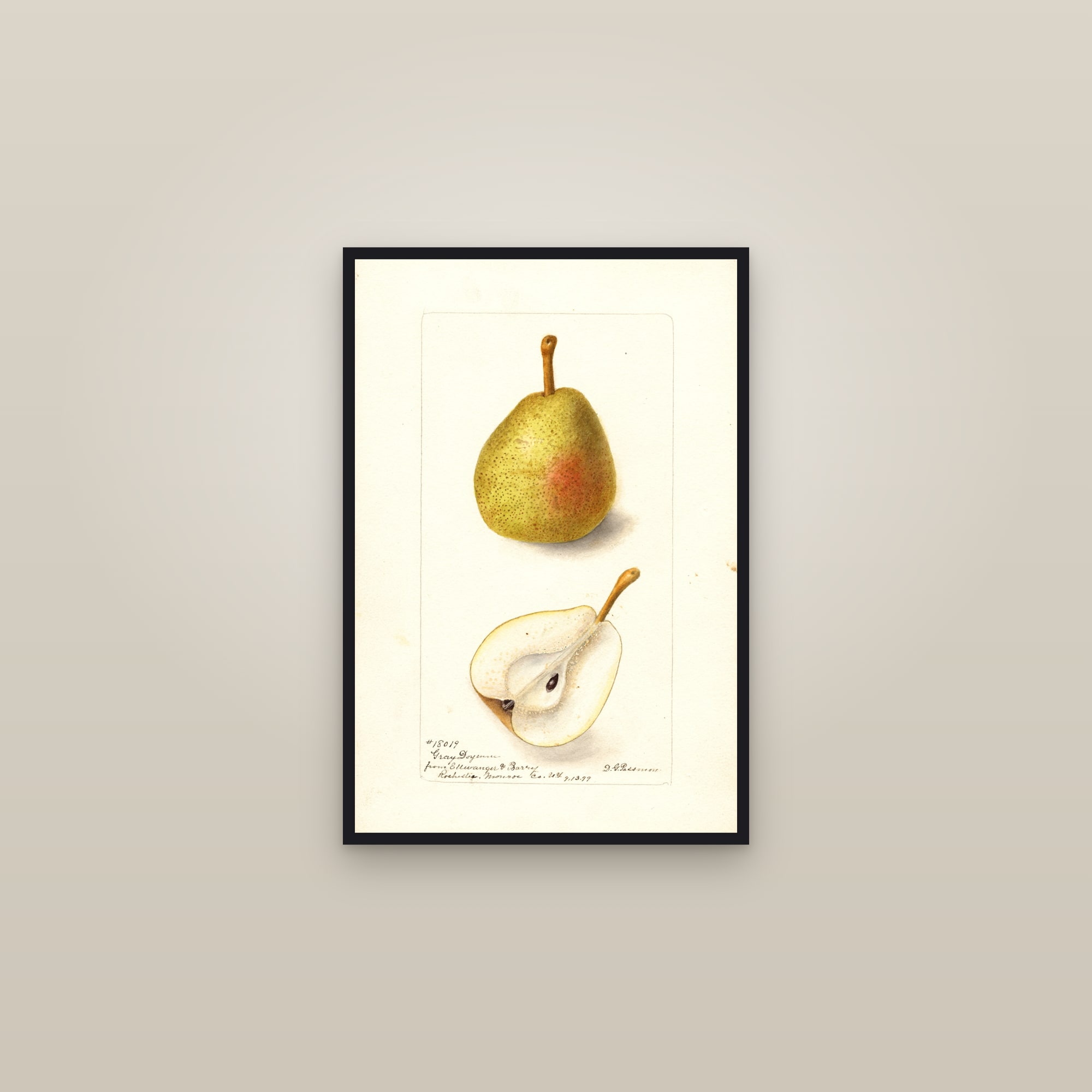 Gray Doyenne Pear — framed in a gallery setting