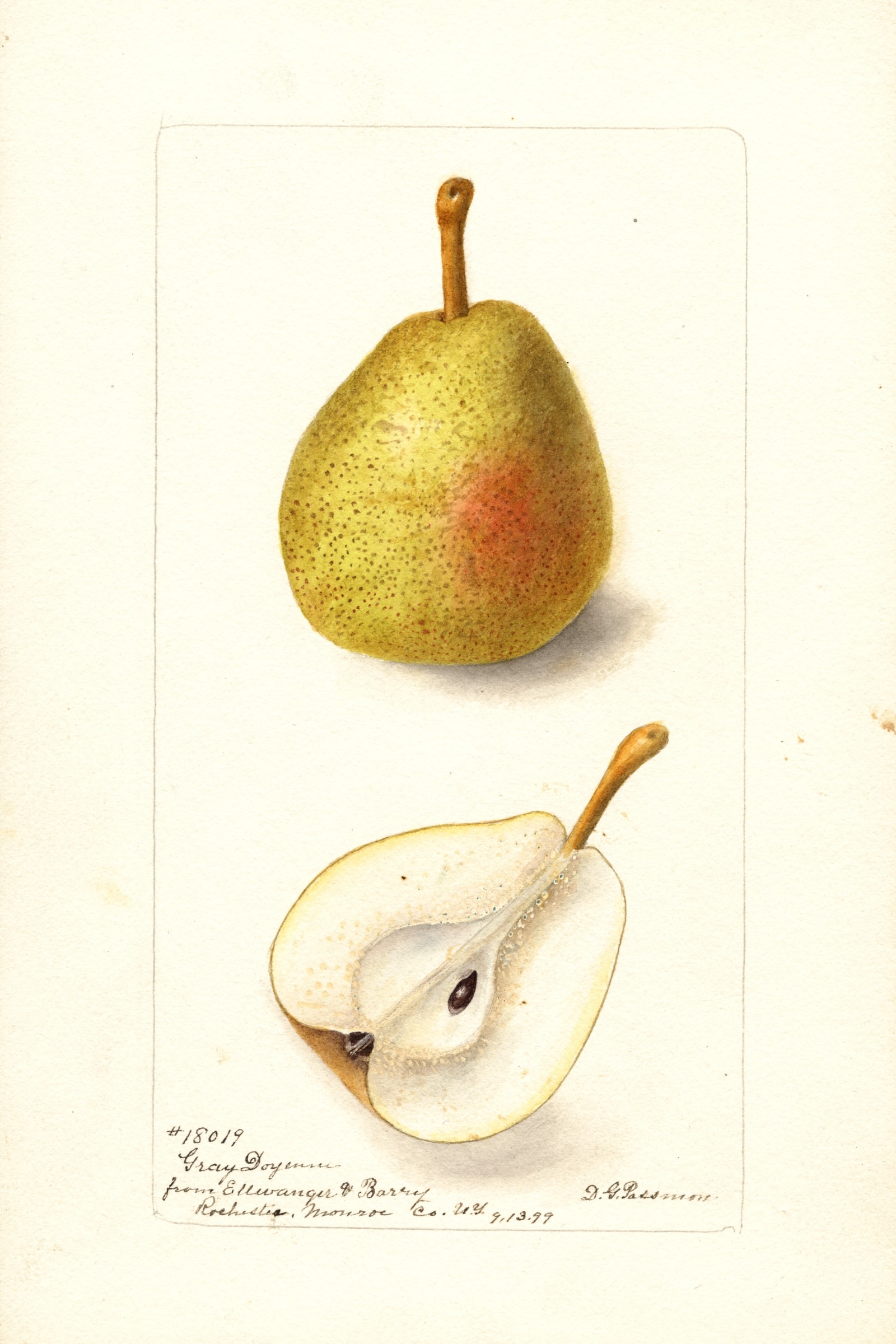 Gray Doyenne Pear