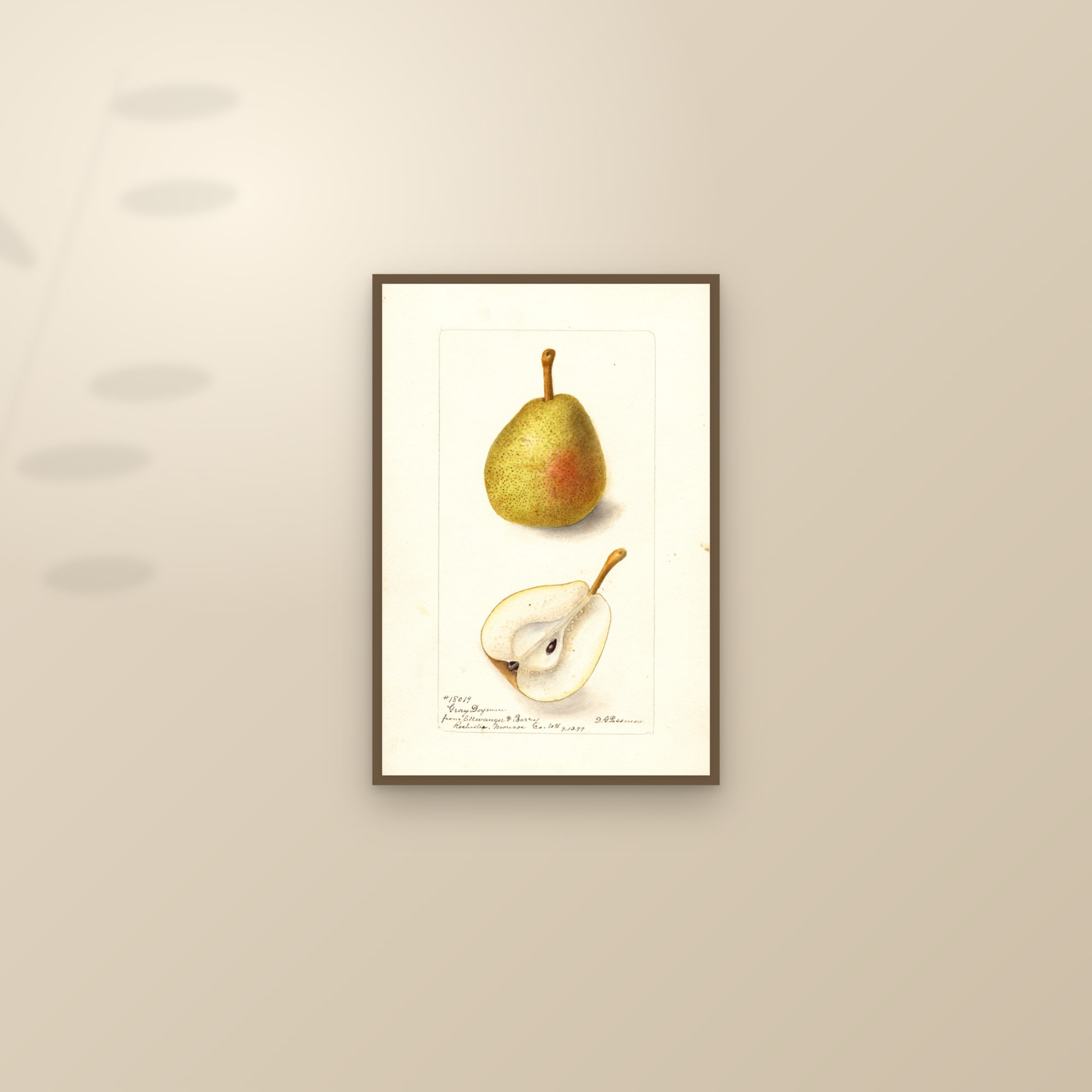 Gray Doyenne Pear — framed and styled on a sunlit wall