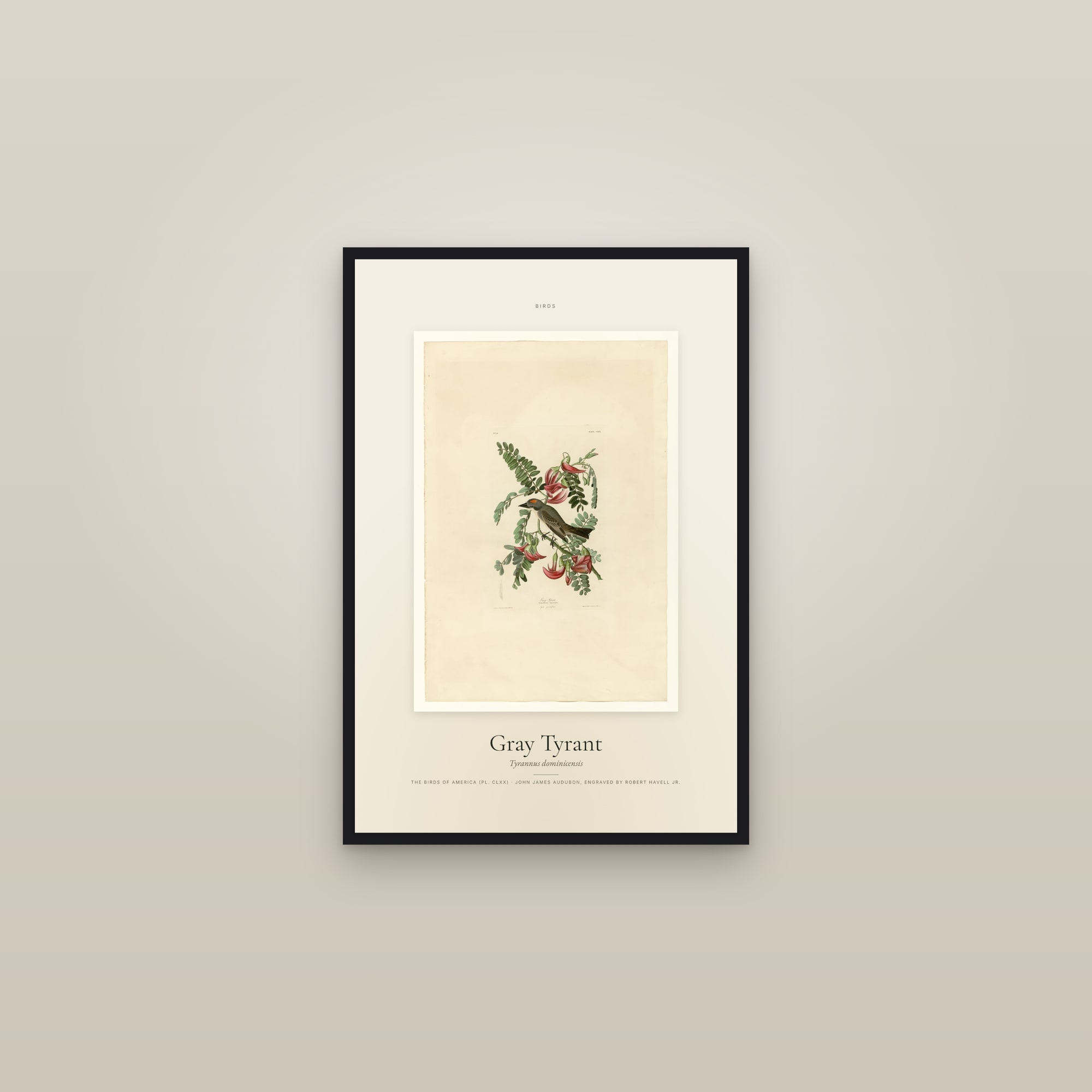 Gray Tyrant — Specimen — framed in a gallery setting