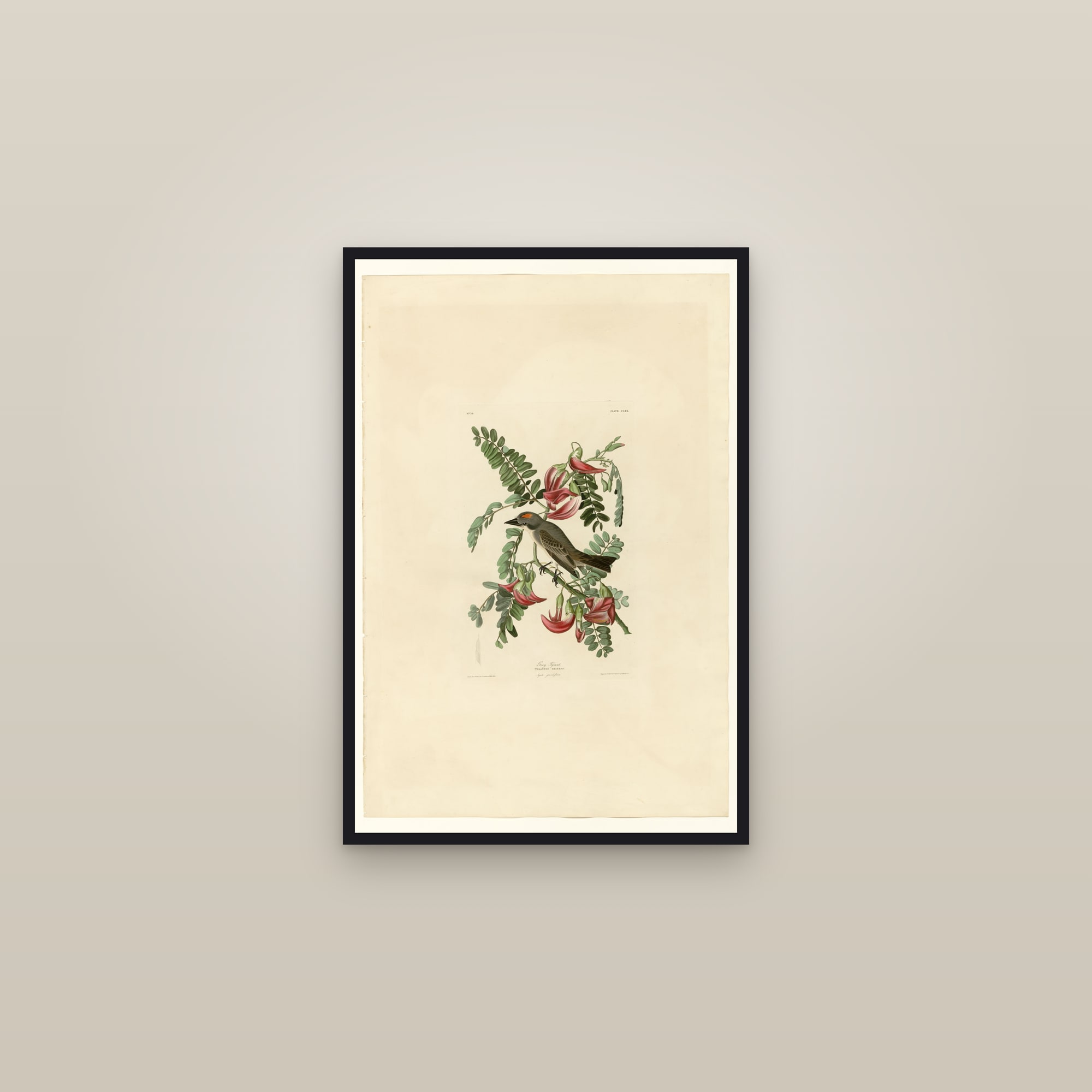 Gray Tyrant — framed in a gallery setting