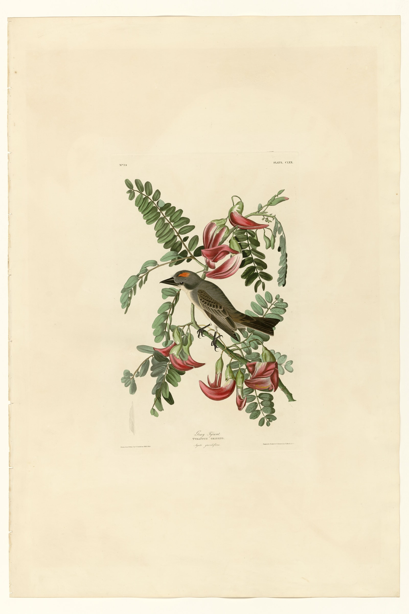 Gray Tyrant