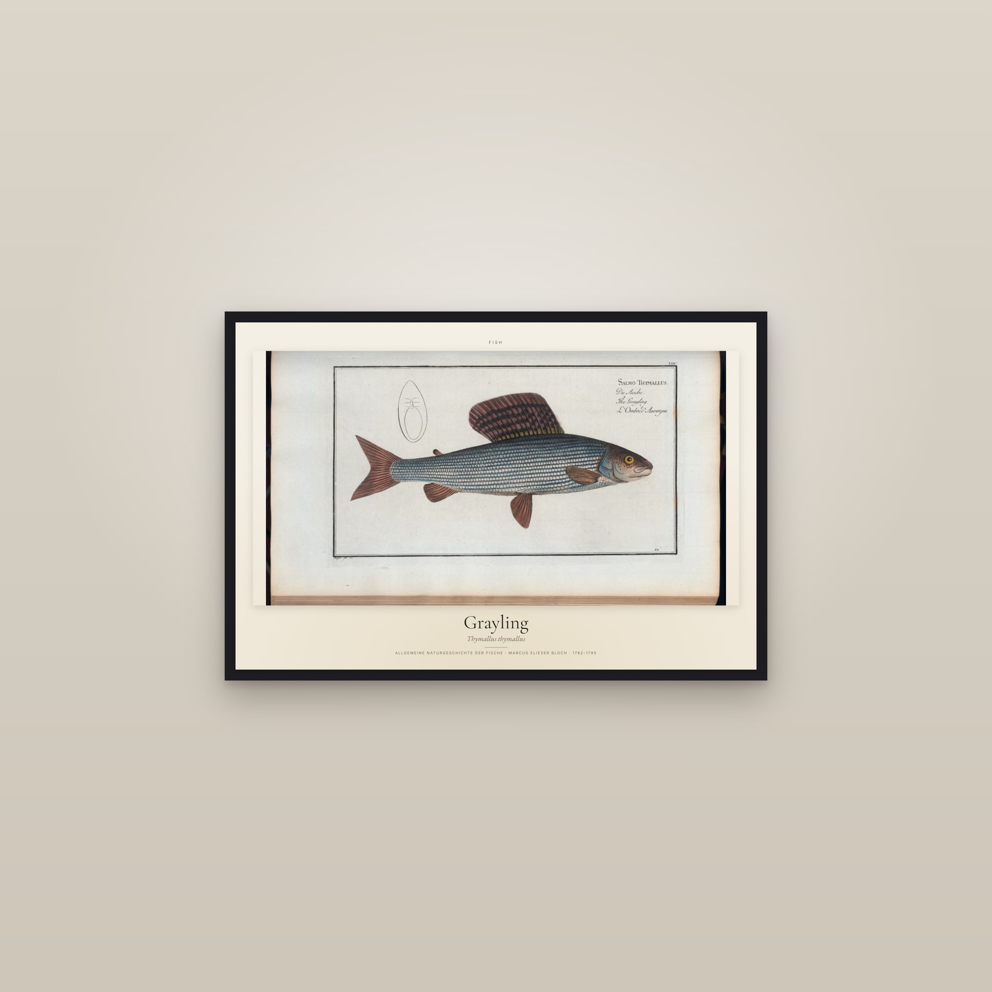 Grayling — framed in a gallery setting