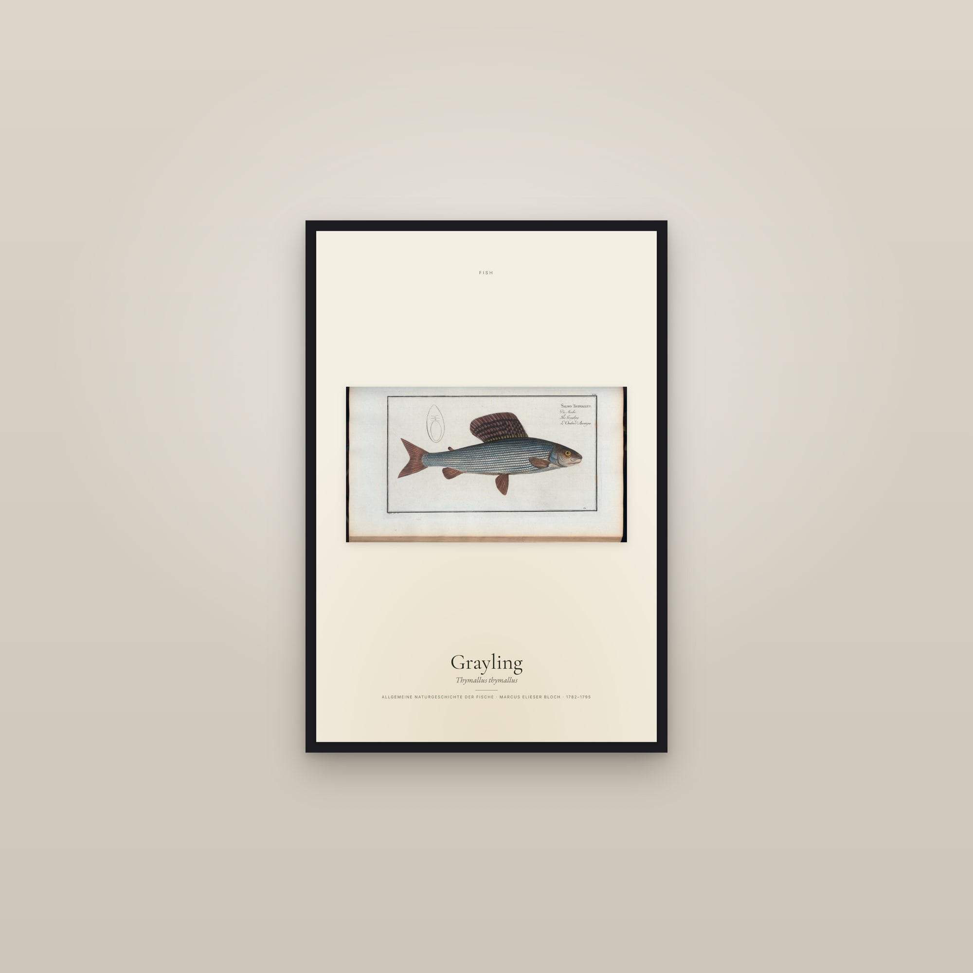 Grayling