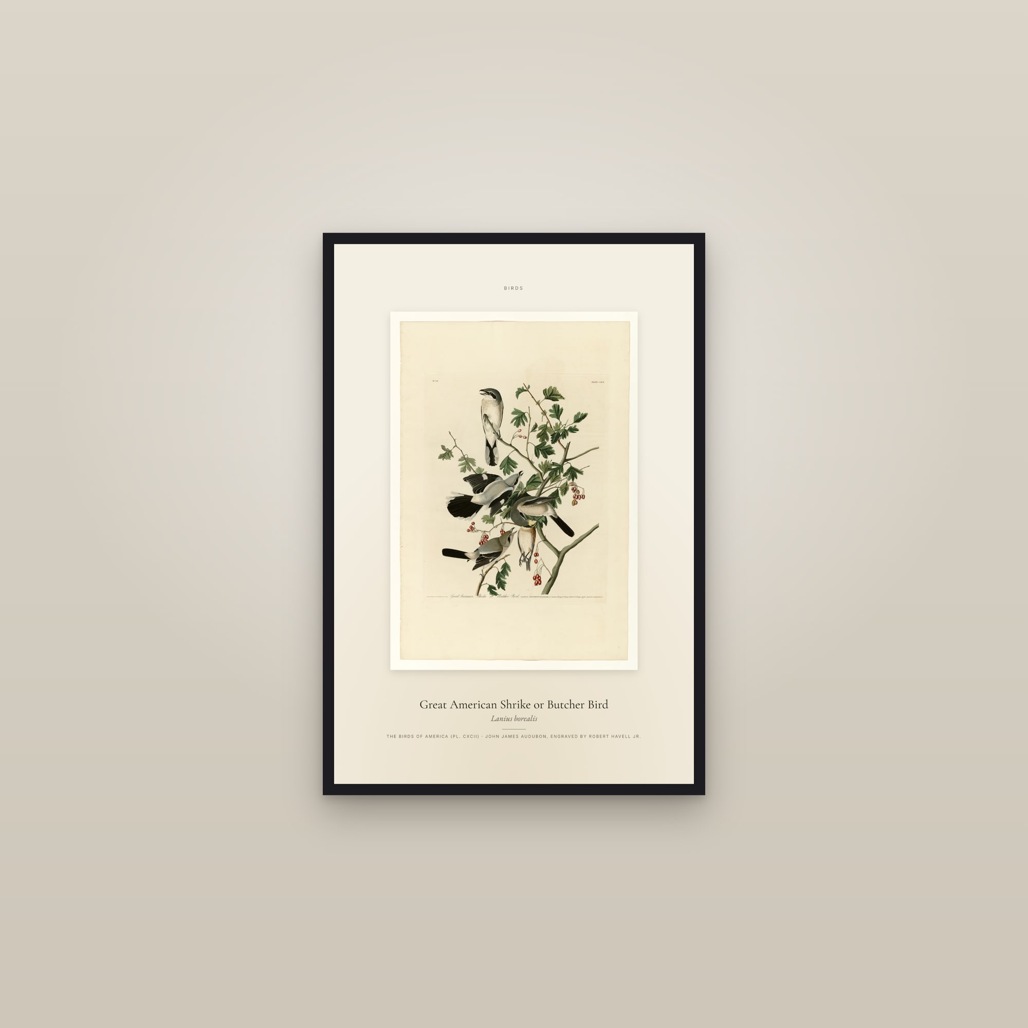 Great American Shrike or Butcher Bird — Specimen — framed in a gallery setting