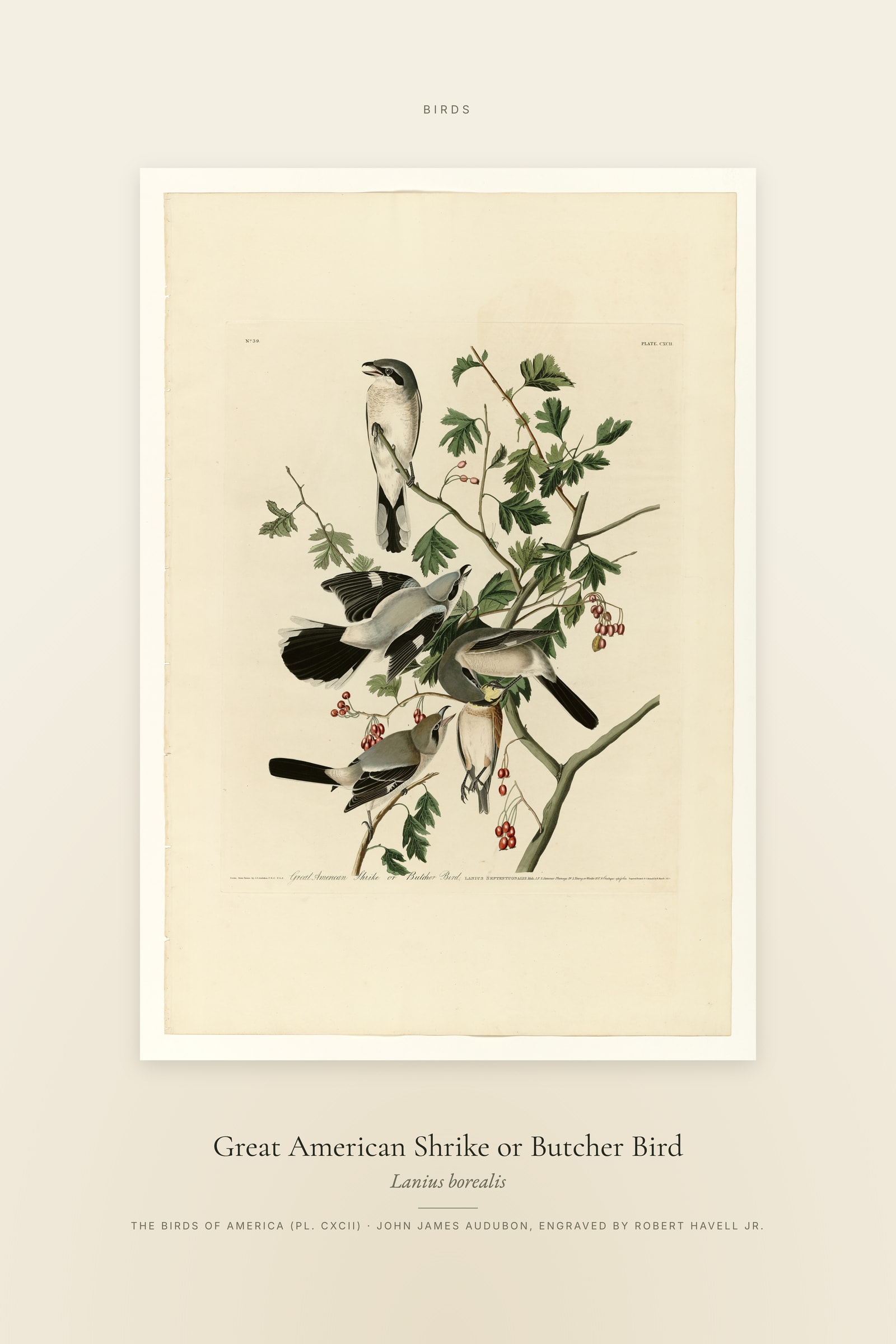 Great American Shrike or Butcher Bird — Specimen