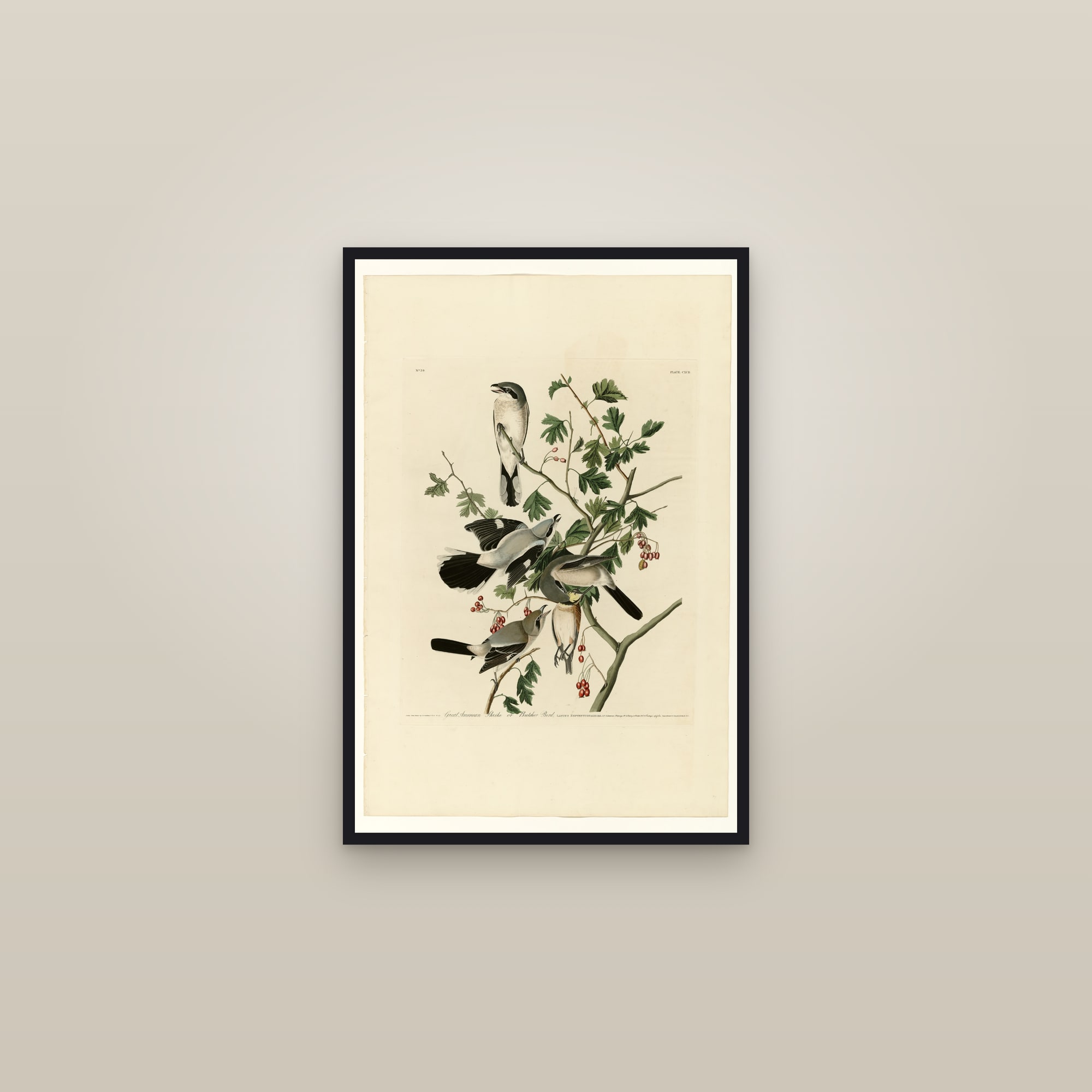 Great American Shrike or Butcher Bird — framed in a gallery setting